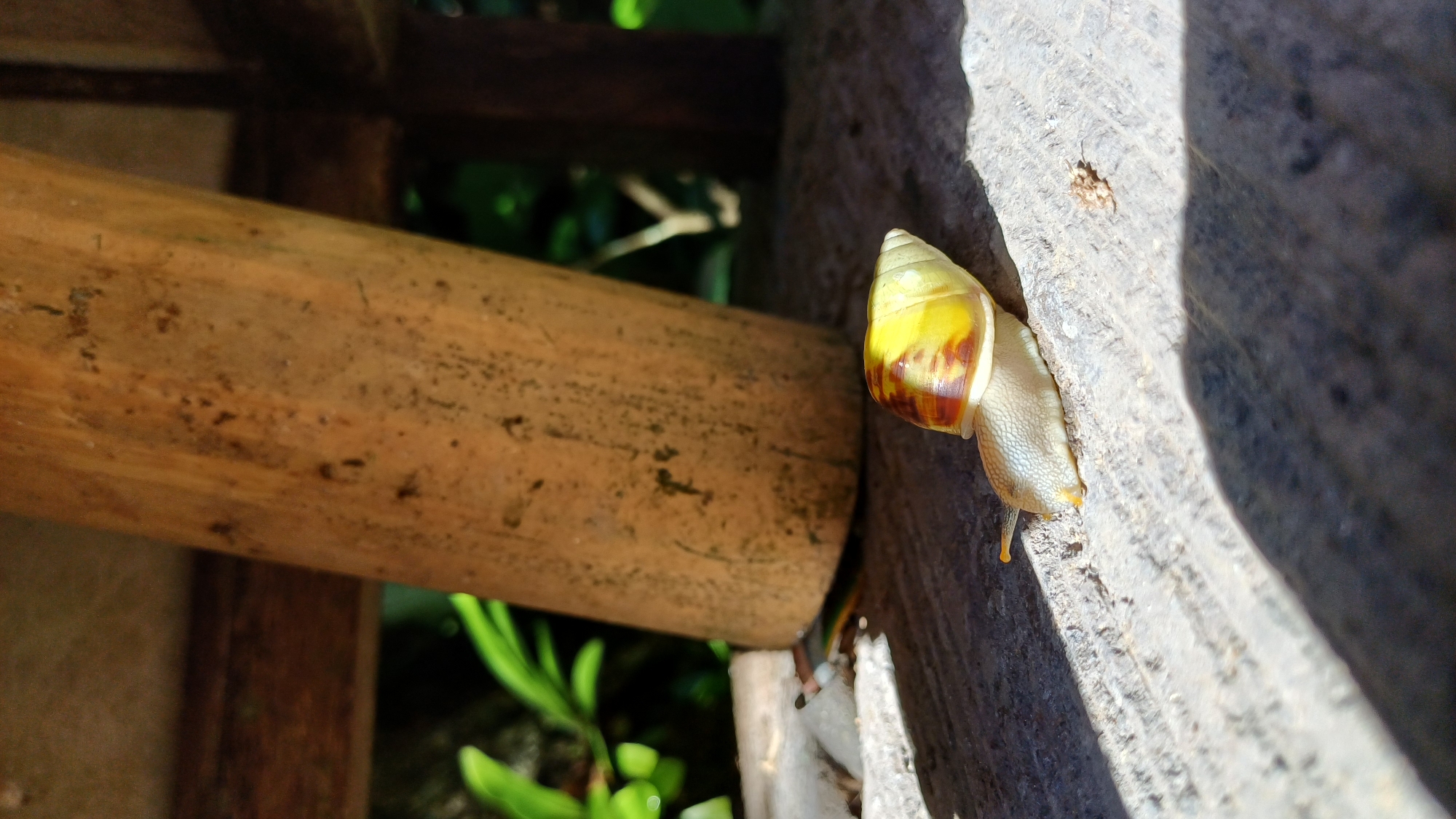 A snail is crawling on a wooden structure in the Ubud District, Indonesia. The snail has a yellow and brown shell and a light-colored body. The wooden structure appears to be part of a building or fence. Green foliage is visible in the background. The scene is brightly lit.