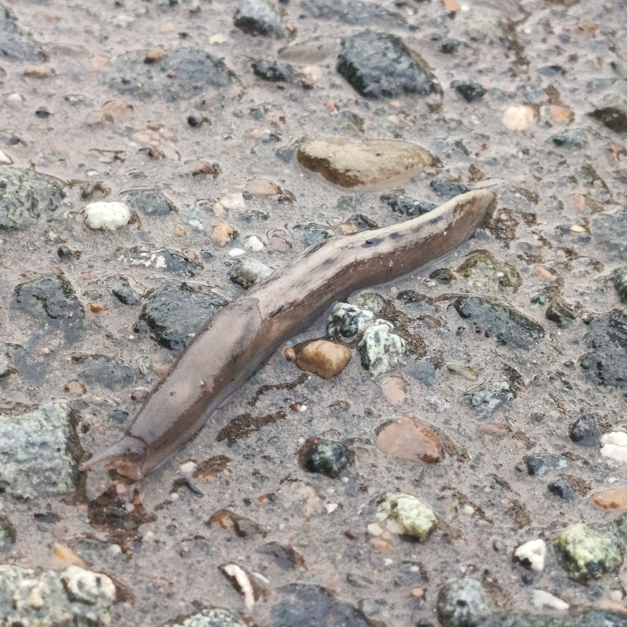 A brown slug lies on a wet, pebbled surface, likely asphalt or concrete, with small stones and pebbles of various colors, including gray, brown, and white. The surface appears to be in an outdoor location, potentially a pathway or road. The setting is implied to be in Марковский, Russia. No people are visible in the image. The slug is the primary subject.