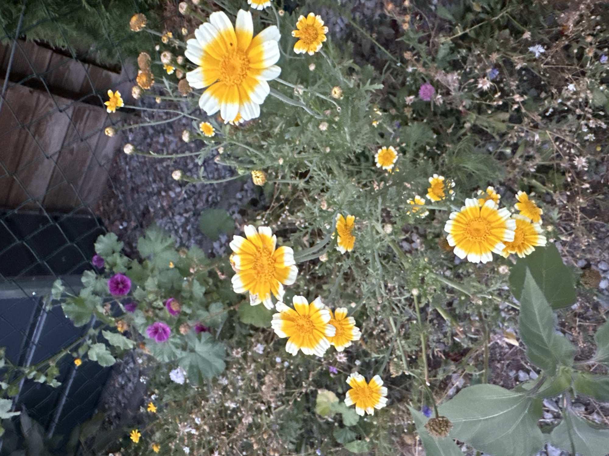 The image depicts a cluster of yellow and white daisy-like flowers, possibly Crown Daisies (Glebionis coronaria), growing in a garden setting. The flowers are in various stages of bloom, with some fully open and others as buds. The foreground features several of these distinct flowers, characterized by their bright yellow centers and white petals that are tipped with yellow. In the background, there are also smaller yellow flowers, some purple mallow flowers, and sparse green foliage and dry, brown plant matter. The ground appears to be covered with gravel and dirt. A dark green metal fence is visible in the upper portion of the image, with a wooden structure behind it, suggesting an outdoor area. The overall impression is of a natural, somewhat overgrown garden, likely in a suburban or rural location within Krefeld, Germany, given the prompt. There are no people or animals visible in the image.