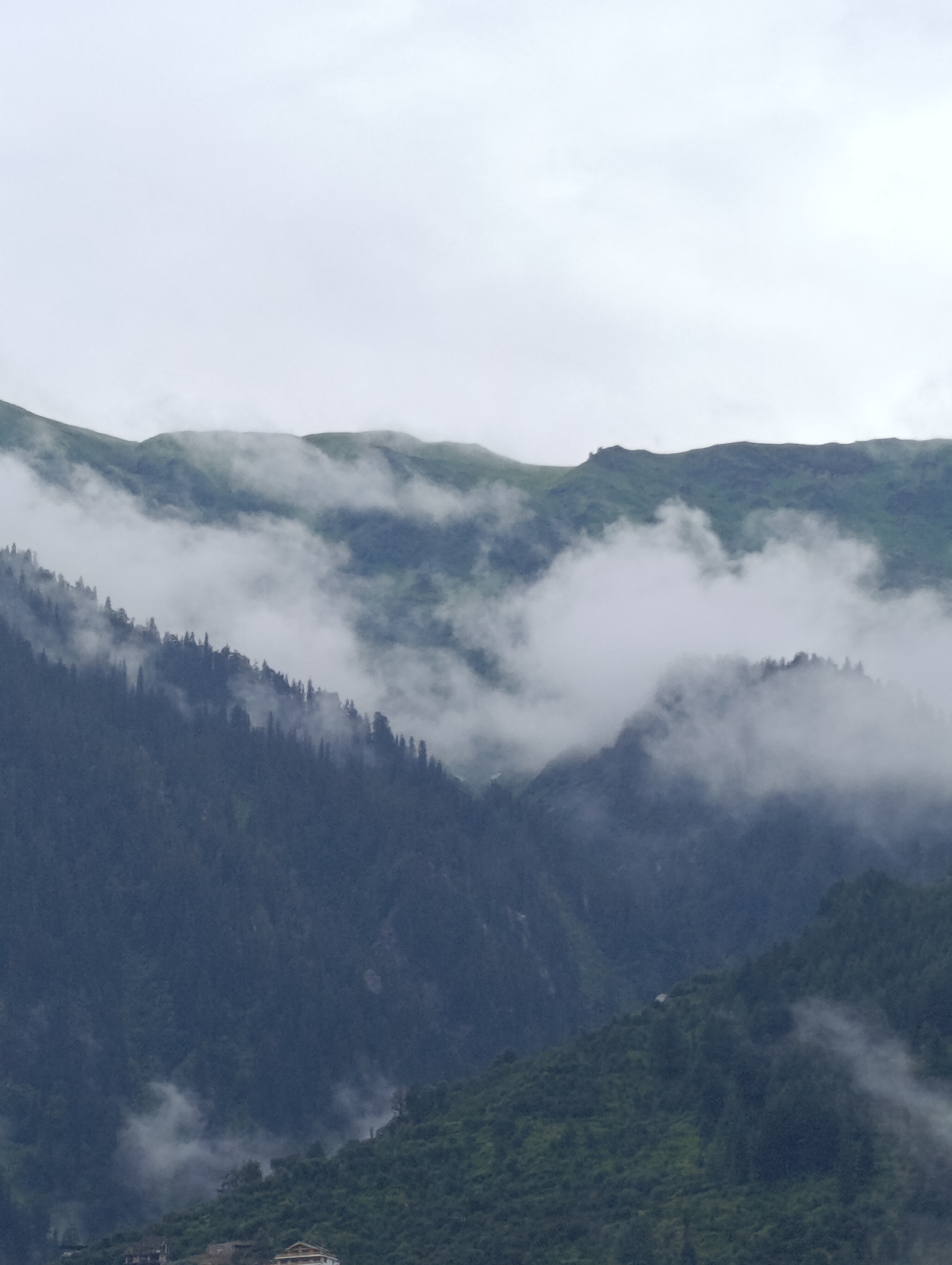 The image shows a mountainous landscape in Aleo, India, shrouded in mist and fog. The foreground features a dense forest of pine trees, their dark green foliage contrasting with the pale, ethereal mist. The mist swirls and drifts, partially obscuring the slopes and creating a sense of depth and mystery.
Further back, higher mountain ridges emerge, their outlines softened by the atmospheric conditions. These ridges are covered in a lighter green vegetation, possibly grass or scrub, indicating higher altitudes. The sky above is overcast and a uniform pale grey, contributing to the diffused lighting and moody atmosphere of the scene.
In the lower part of the image, hints of human habitation can be seen. A few buildings, appearing to be houses or guesthouses, are nestled on the lower slopes, their structures partially visible through the mist. The architecture suggests a traditional style, with pitched roofs. The overall impression is one of a serene, remote mountain village partially veiled by the elements.