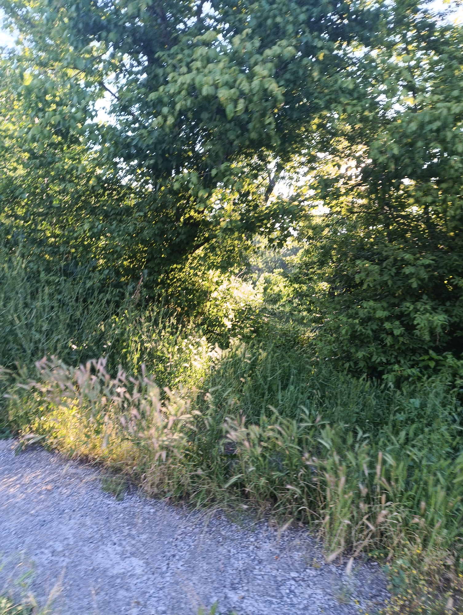 The image depicts a sun-dappled path running alongside a dense area of green foliage, likely located in or near the city of Karnobat, Bulgaria. The path itself is covered in small, greyish gravel, and is bordered by tall grasses with feathery seed heads that are illuminated by the sun. Behind the grasses, a thick wall of green trees and bushes creates a natural backdrop, with sunlight filtering through the leaves and casting shadows. The overall impression is of a natural, somewhat uncultivated outdoor space. There are no people or animals visible in the image.