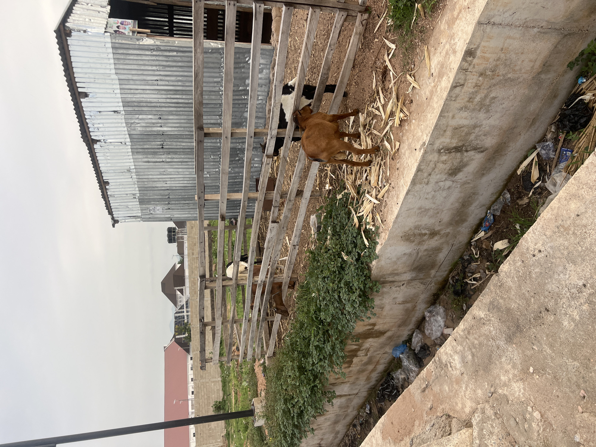 The image depicts an outdoor scene, likely in a semi-urban or rural area of Jalingo, Nigeria, under an overcast sky during daytime.
In the foreground, a wide concrete drainage ditch or channel runs diagonally. This ditch appears dry and is heavily littered with various items, including numerous plastic bags, wrappers, and other debris, indicating poor waste management.
Adjacent to the ditch, to the left, a line of dense green bushes grows. Behind these bushes, a rustic wooden slatted fence forms an animal enclosure. Inside this enclosure, several goats are visible. A prominent light brown goat stands in the mid-ground, facing towards the right. Behind it, a black and white goat can be seen. The ground within the enclosure is covered with scattered dry leaves and plant material, likely fodder for the animals.
Further to the left, a structure with a corrugated metal roof is partially visible, appearing to be an animal shelter or shed. On this structure, near the top, there is a partially visible poster displaying three faces. In the background, beyond the animal enclosure, several distant buildings with varying roof styles (some red, some dark) are visible under the pale, overcast sky.