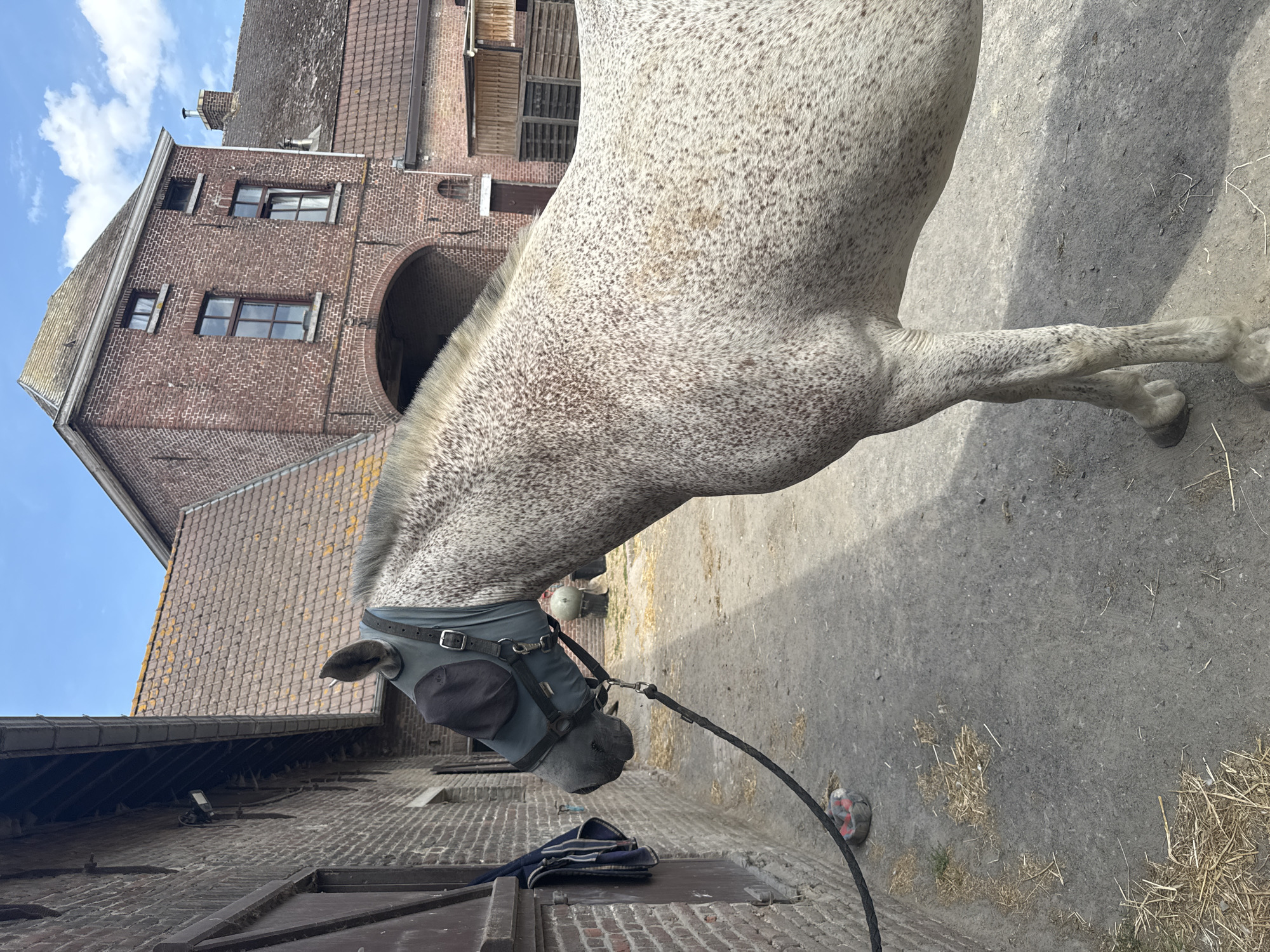 The image depicts a dappled grey horse wearing a fly mask, standing in front of a brick building, possibly a stable, in Estaimpuis, Belgium. The horse is tethered by a lead rope to a ring on the building's wall. The building features a red brick facade, a tiled roof, and arched doorways. The ground is a mixture of dirt and straw. The sky is blue with scattered white clouds. The scene appears to be an outdoor enclosure or courtyard associated with the building.