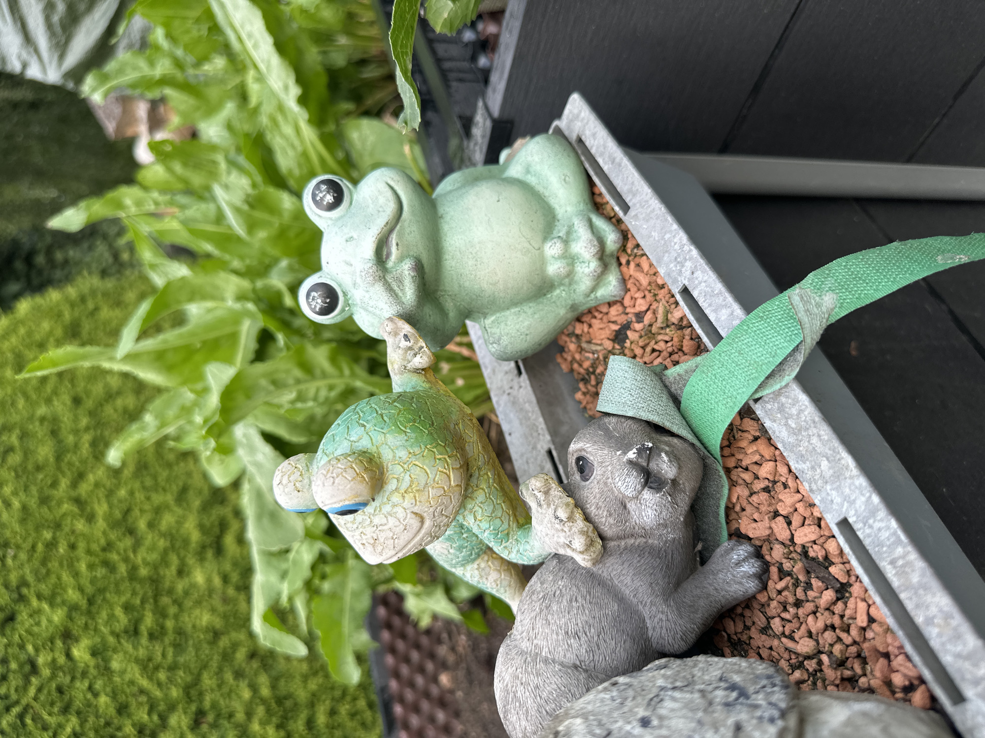 In Chemnitz, Germany, an outdoor planter contains several garden ornaments. The primary subjects are two frog figurines and a grey rabbit figurine. One frog, colored green with yellow accents, is positioned on its side, appearing to interact with the rabbit. Its forelimbs are placed on the rabbit's back, and its head is tilted towards the rabbit's face. The second frog, solid green, sits upright in a cross-legged position, facing forward with its eyes wide open. The rabbit figurine is grey and lies on its side, appearing to be the recipient of the green frog's attention. The planter is filled with small, reddish-brown pebbles and has a green fabric strap draped across its contents. In the background, lush green foliage is visible. The planter itself is made of grey plastic with a metallic sheen and rests on a dark grey, slatted surface.