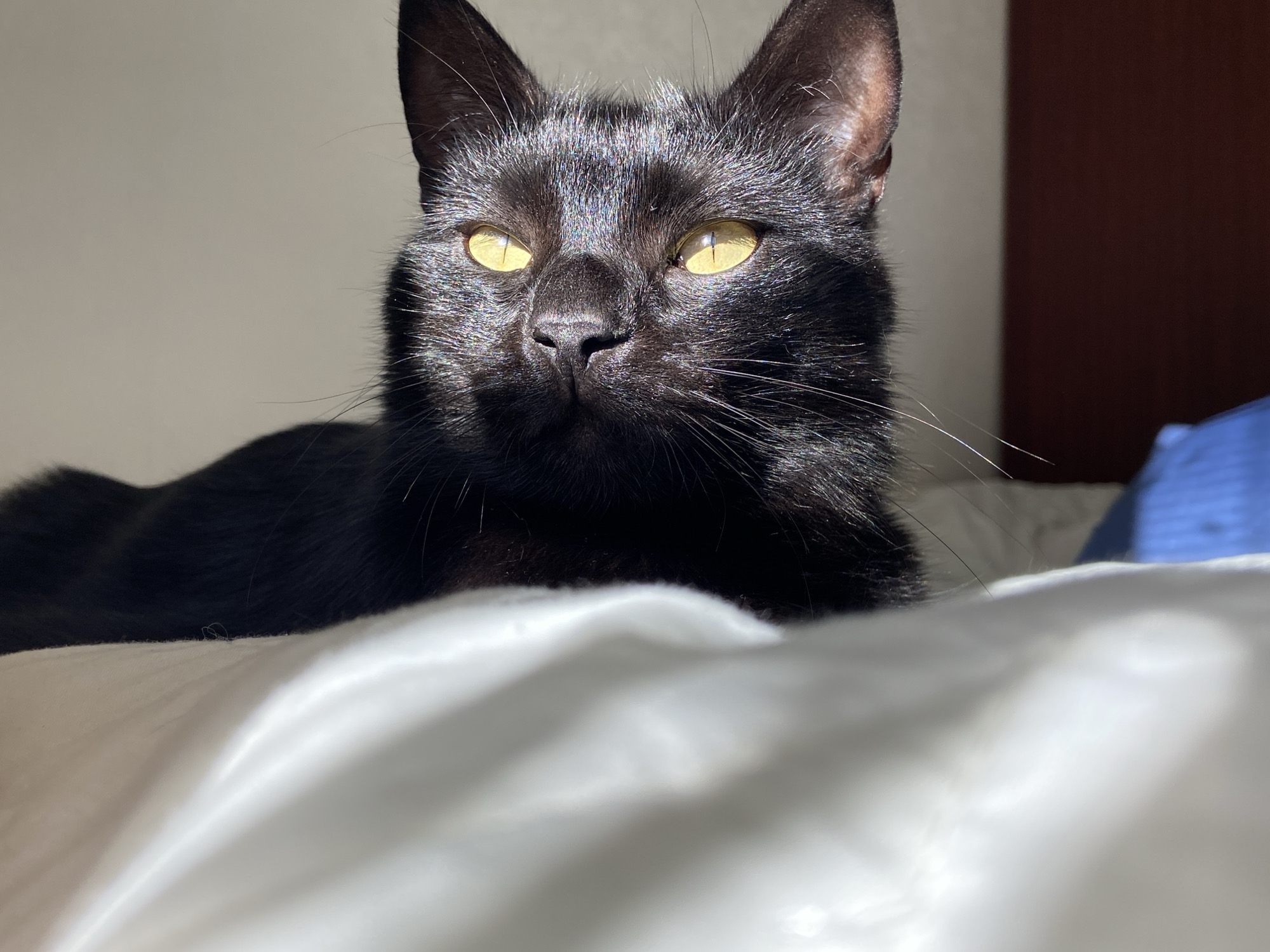 A close-up shot shows a black cat resting on a white surface, likely a bed. The cat's fur is dark and sleek, reflecting the sunlight that casts sharp shadows across its face. Its eyes are a bright yellow, wide open and alert, with vertical pupils. The cat's ears are pointed upwards, and its whiskers are long and delicate. The background is softly blurred, with hints of a wall and a dark brown object, possibly furniture. The lighting suggests it is daytime, with a strong light source coming from the left, creating a dramatic effect on the cat's features. The overall mood of the image is calm and serene, with the cat appearing relaxed and watchful. There is no visible text in the image.