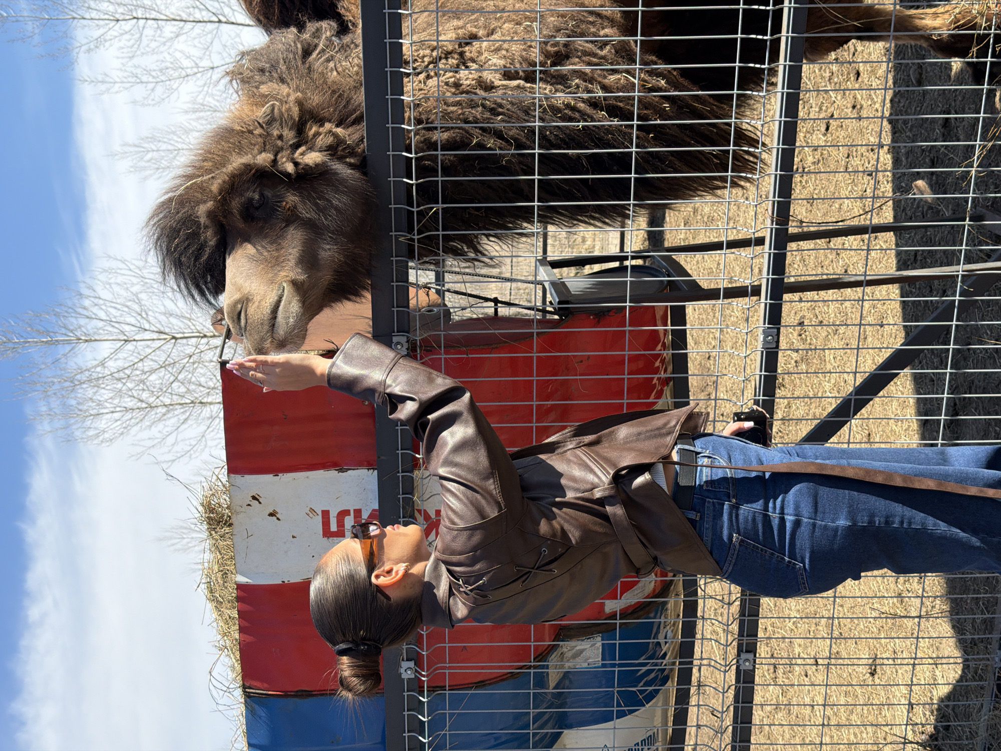 A bright outdoor scene captures a woman interacting with a shaggy brown camel through a metal fence. The woman, positioned on the left side of the frame, is seen from the chest down, wearing a brown leather jacket, blue jeans, and sunglasses, with her dark hair neatly tied in a bun. She extends her right arm and hand towards the camel's muzzle, possibly offering food or petting it.
The camel, likely a Bactrian camel given its thick, dark brown fur, has its head lowered and its muzzle close to the woman's outstretched hand, appearing calm and engaged. Its head and upper neck are visible, extending over the top of the dark grey metal fence that separates it from the woman.
Behind the woman, two large industrial barrels, one red and white, the other blue and white, serve as part of the enclosure or a feeding station, topped with hay. Partially visible red Cyrillic text, possibly "ЛУКОЙЛ" (LUKOIL), is seen on the red and white barrel. The ground within the camel's enclosure appears to be dry grass or earth. In the background, bare deciduous trees stand against a clear blue sky dotted with white clouds, suggesting a sunny day in late winter or early spring. The overall setting is an animal enclosure, consistent with an animal park or farm in Beryozovka, Russia.