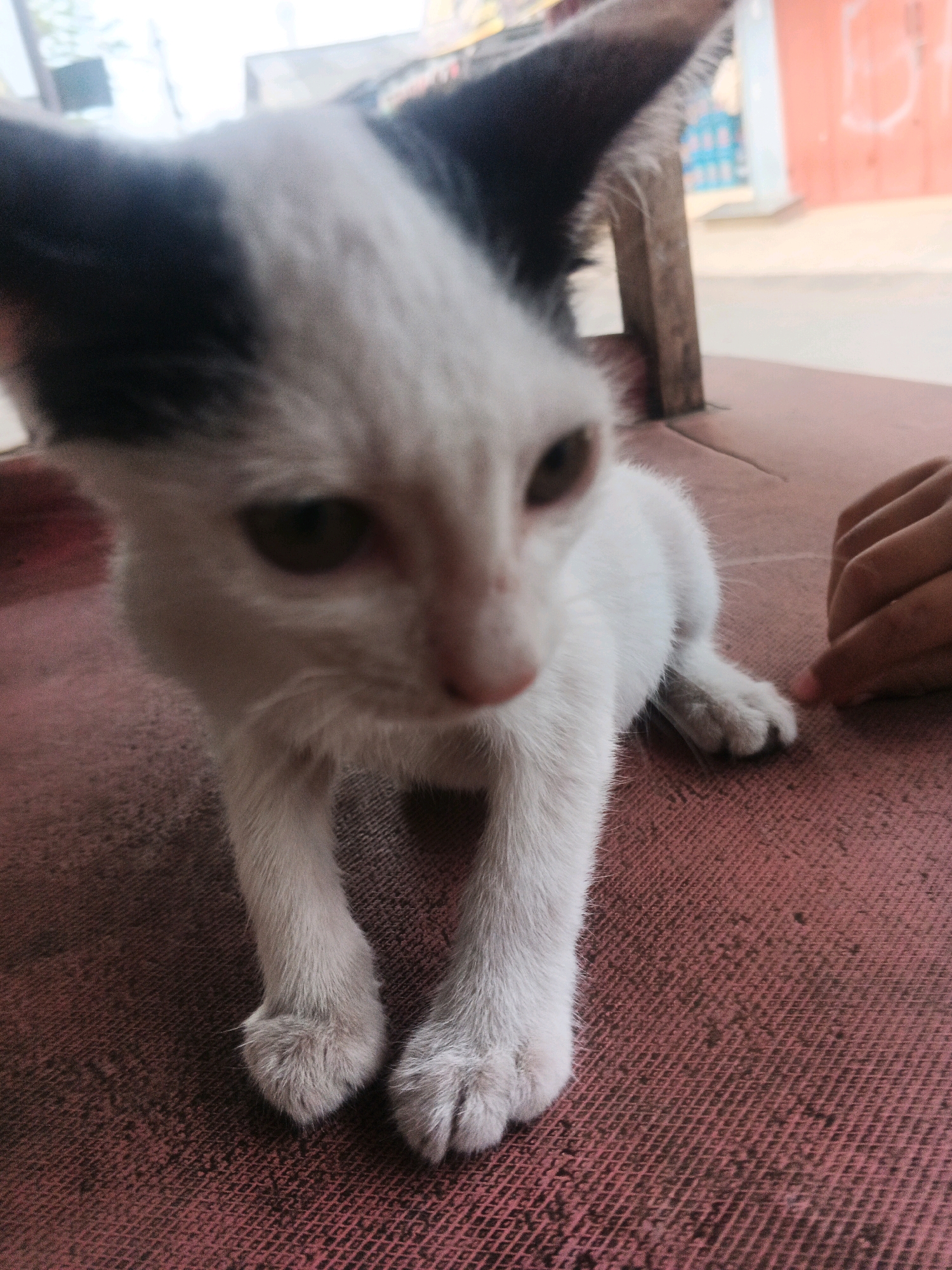 In Kadu, Indonesia, a black and white kitten stands on a textured pink surface, possibly a table or mat. The kitten is positioned centrally, facing slightly to the left, with its front paws resting on the surface. Its fur is predominantly white with black markings on its ears and head. Behind the kitten, a wooden structure is visible, with the background showing a blurred outdoor environment. To the right of the kitten, a human hand with a visible fingernail is reaching towards the animal. The lighting suggests it is daytime.
