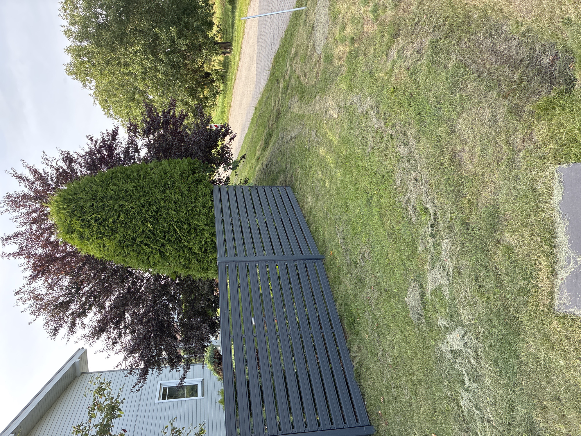 This image depicts a residential property in Dreiliņi, Latvia. In the foreground, a modern gray slatted fence runs across the frame. To the left of the fence, a portion of a light-colored, two-story house with a white window is visible. Behind the fence, a tall, conical evergreen tree stands prominently, flanked by a large tree with dark red foliage on its left and a mature green deciduous tree on its right. The ground is covered in a lawn, with areas of freshly cut grass clippings scattered across it, particularly in the mid-ground. A paved pathway is visible in the background, leading away from the property. The sky is overcast.