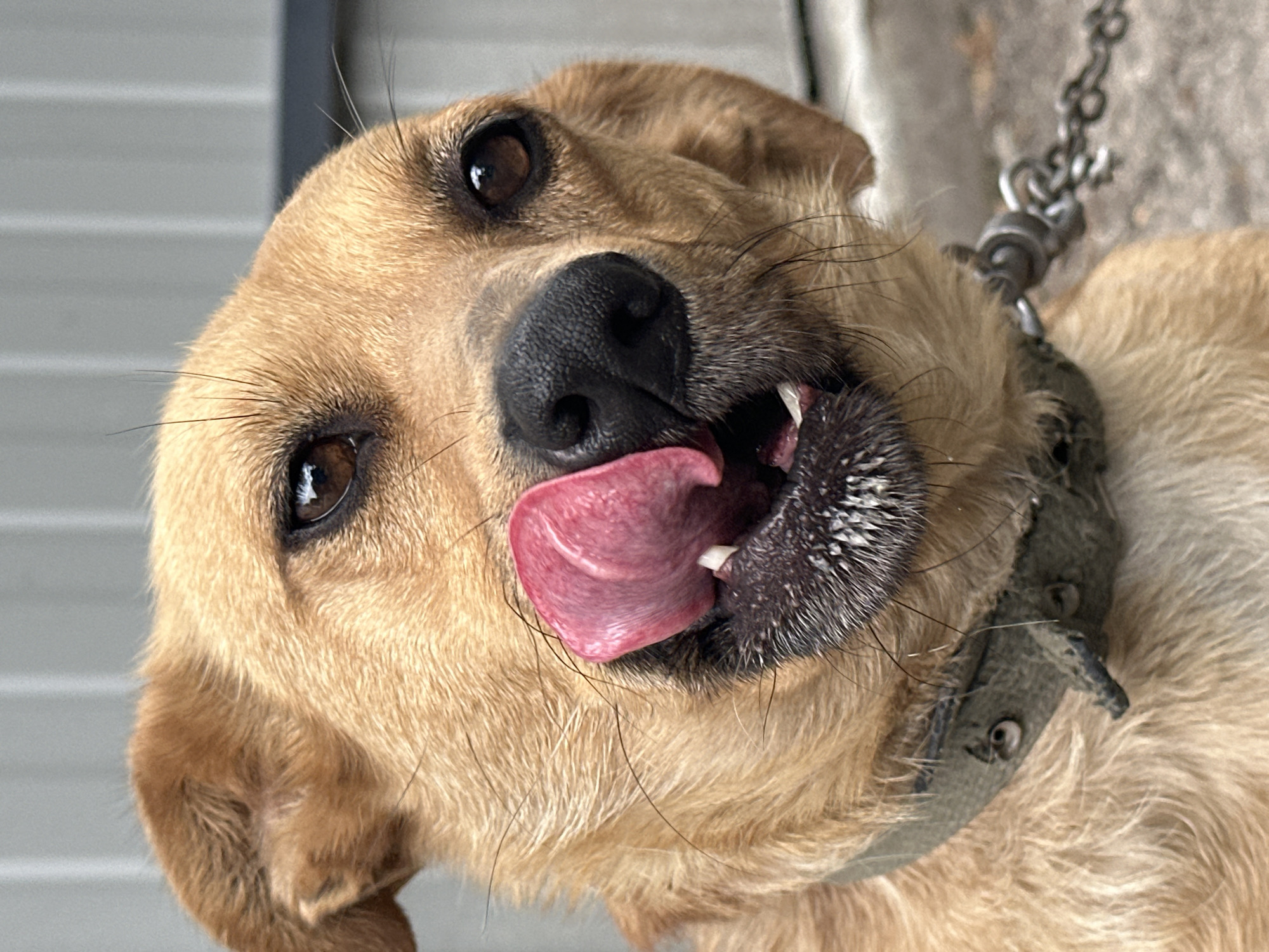 A medium shot photograph shows a close-up of a light brown dog's face as it licks its lips. The dog has dark brown eyes, a black nose, and its tongue is bright pink. The dog is wearing a dark green collar with a metal chain attached. The background is blurred and appears to be a grey, corrugated metal fence. The ground is a light grey color. The image was taken in Yessentuki, Russia.