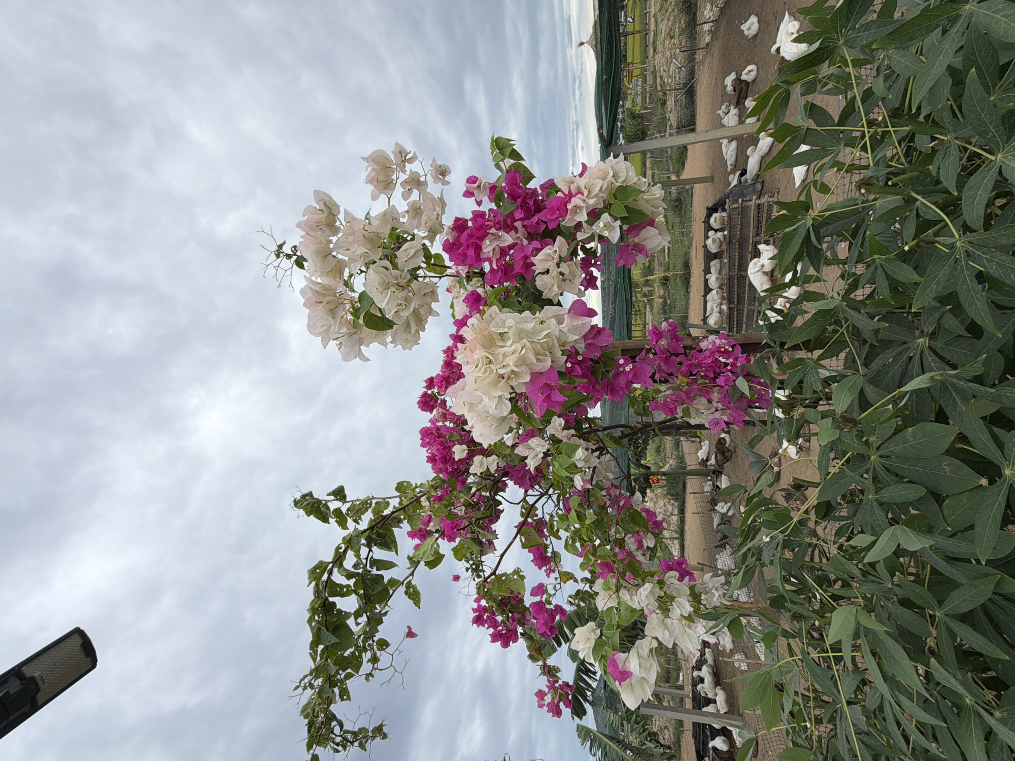 A cluster of bougainvillea flowers in shades of pink and white is in the foreground of the image. Beneath the flowers, several white ducks are resting on sandy ground, some in small cages and others scattered around. In the background, there are rows of plants and some structures, suggesting an agricultural or farm setting. The sky is overcast, with diffused light. The scene is likely in a rural or semi-rural area of Hoi An, Vietnam, possibly a farm or a garden.