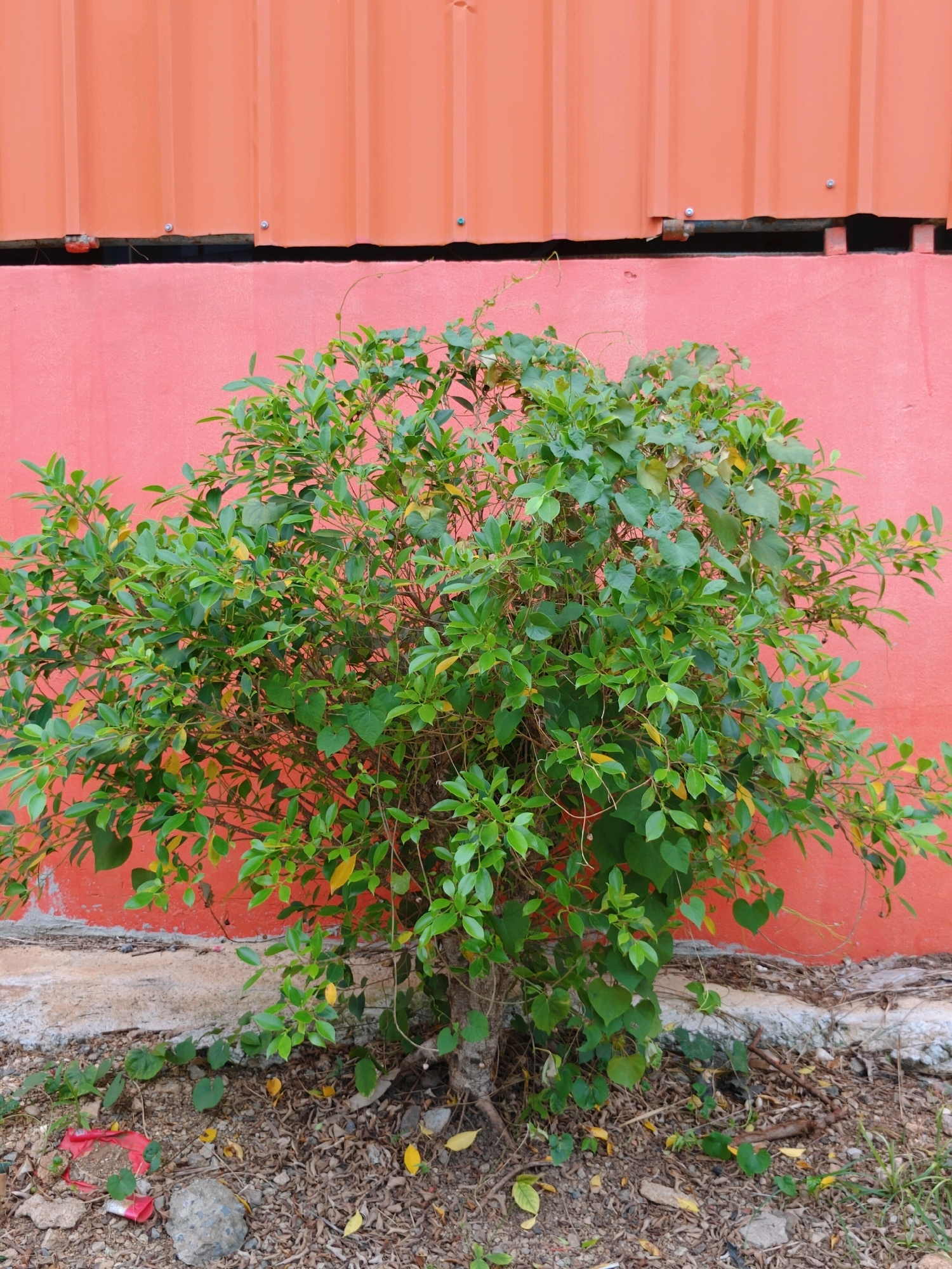 A medium shot captures a potted ficus tree with lush green foliage against a textured salmon-pink wall. The tree's branches are laden with dense leaves, some showing hints of yellowing, and thin vines with heart-shaped leaves weave through the greenery. At the top of the image, a corrugated metal roof in a faded orange hue is visible. The base of the tree sits on a patch of ground covered in dry leaves, small stones, and some scattered debris, including a fragment of red plastic. The ground extends to a rough concrete curb. The overall scene is outdoors, likely in an urban or semi-urban setting, with the warm colors of the wall and roof suggesting a potentially sunny environment. No people are present in the image.