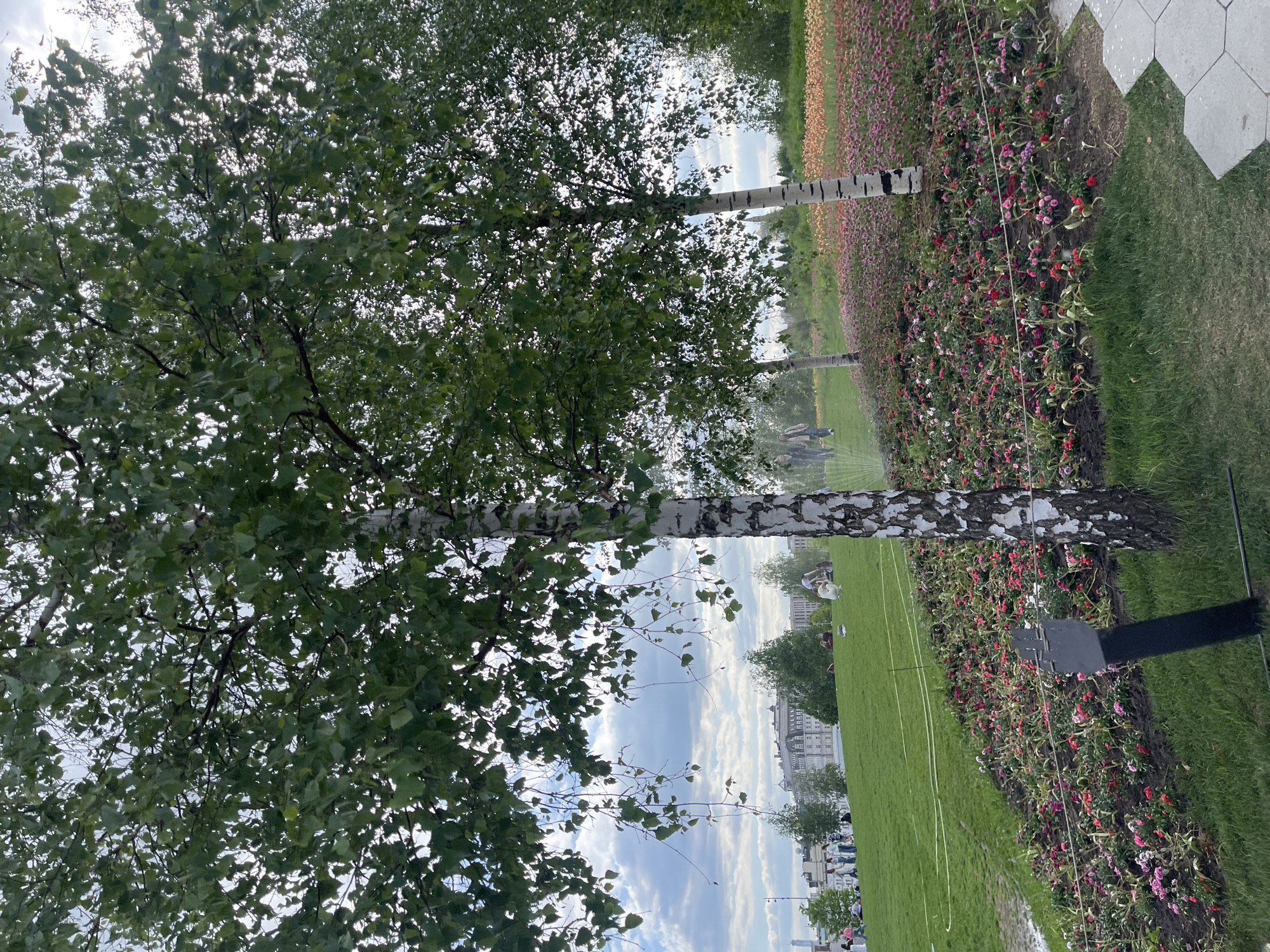 The image depicts a park scene, likely in Moscow, Russia, given the architecture in the background. The primary focus is on a birch tree, characterized by its white bark with black markings. The tree has lush green foliage, filling much of the frame.
The park setting includes a well-maintained lawn, a flower bed with a variety of pink and red flowers, and a path paved with hexagonal stones. In the background, a building is seen with people standing on the lawn of the park.