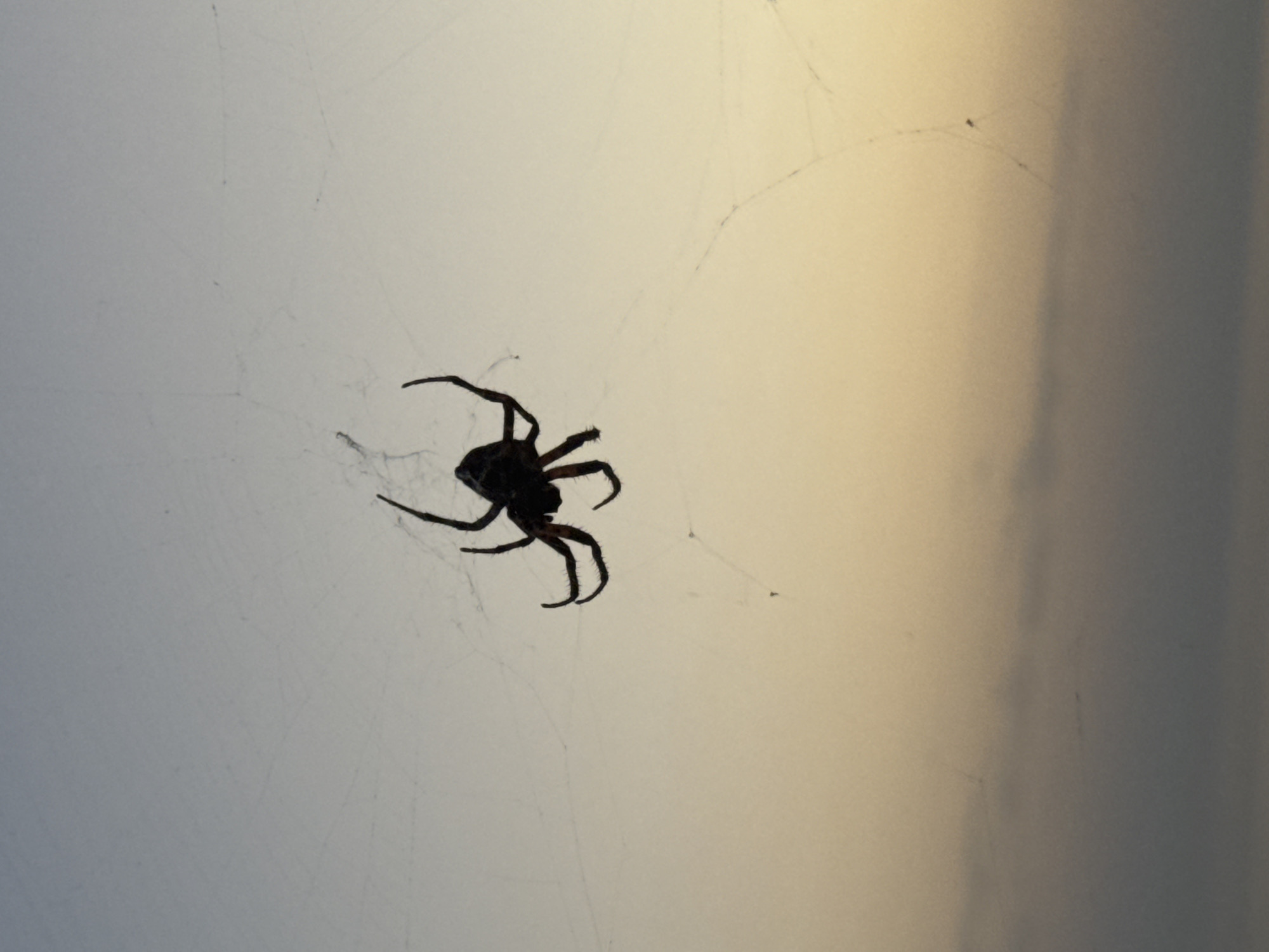 A silhouetted spider is perched in the center of its web against a bright, overcast sky. The spider is dark and appears to be a classic orb weaver, with its eight legs splayed outwards on the delicate strands of its web. The web itself is almost invisible, with only faint lines and the spider's shadow giving away its presence. The background is a soft gradient of light, with the left side appearing a pale gray and the right side transitioning into a warm, hazy yellow. This suggests it might be dawn or dusk. There are no people, text, or specific location cues visible in the image.