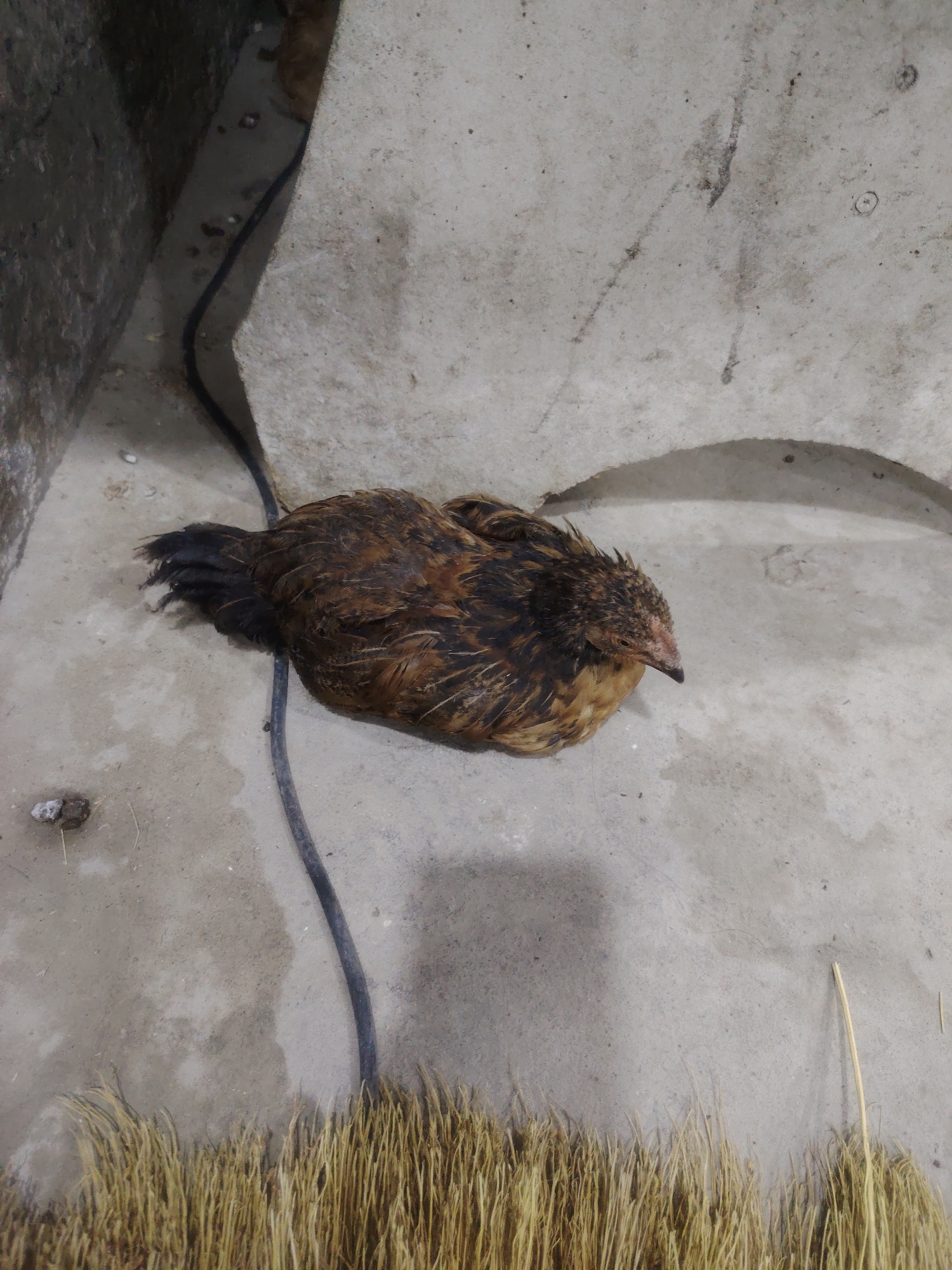 A brown and black feathered chicken is lying on a concrete floor in a dimly lit enclosure. The chicken appears to be huddled, with its head tucked towards its body. A black electrical cord runs across the floor near the chicken. In the foreground, a bundle of dry straw or grass is visible. The background consists of concrete walls and an uneven concrete surface with some debris. The scene is likely located in an agricultural or outdoor setting within the city of Bahshitpa, Uzbekistan.