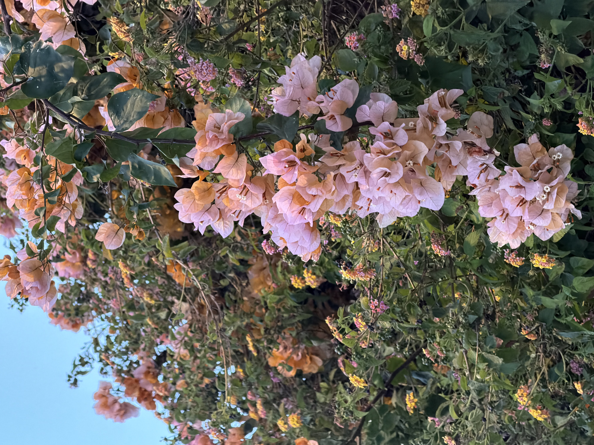 The image displays a close-up, vibrant scene dominated by flowering plants, captured from a slightly upward angle. The primary subjects are extensive clusters of bougainvillea, characterized by their soft, papery bracts in shades of light pink, peach, and muted orange. These large, colorful bracts are heavily concentrated, creating a lush, flowing canopy across the upper and central parts of the frame. Within some bougainvillea clusters, tiny white flowers are discernible.
Interwoven with the bougainvillea and forming a dense background are numerous green leaves and other flowering plants. These secondary flowers are smaller, appearing in tighter clusters and displaying a mosaic of yellow, pink, and purple, consistent with Lantana camara. The foliage is varied, ranging from darker, broad green leaves to lighter ones, suggesting different plant species and varied lighting. Some bare or woody branches are also visible amidst the dense growth.
The lighting is soft and natural, suggesting the late afternoon or early evening, as the warm light subtly illuminates the flowers and foliage. A clear, light blue sky is visible in the bottom-left corner of the frame, providing a contrasting backdrop to the cascading plants. The scene depicts a rich, natural environment, likely a garden or landscaped area in Tel-Aviv, Israel, given the prevalence of these plant species in the region's climate. There are no people, animals, or visible text present in the image.