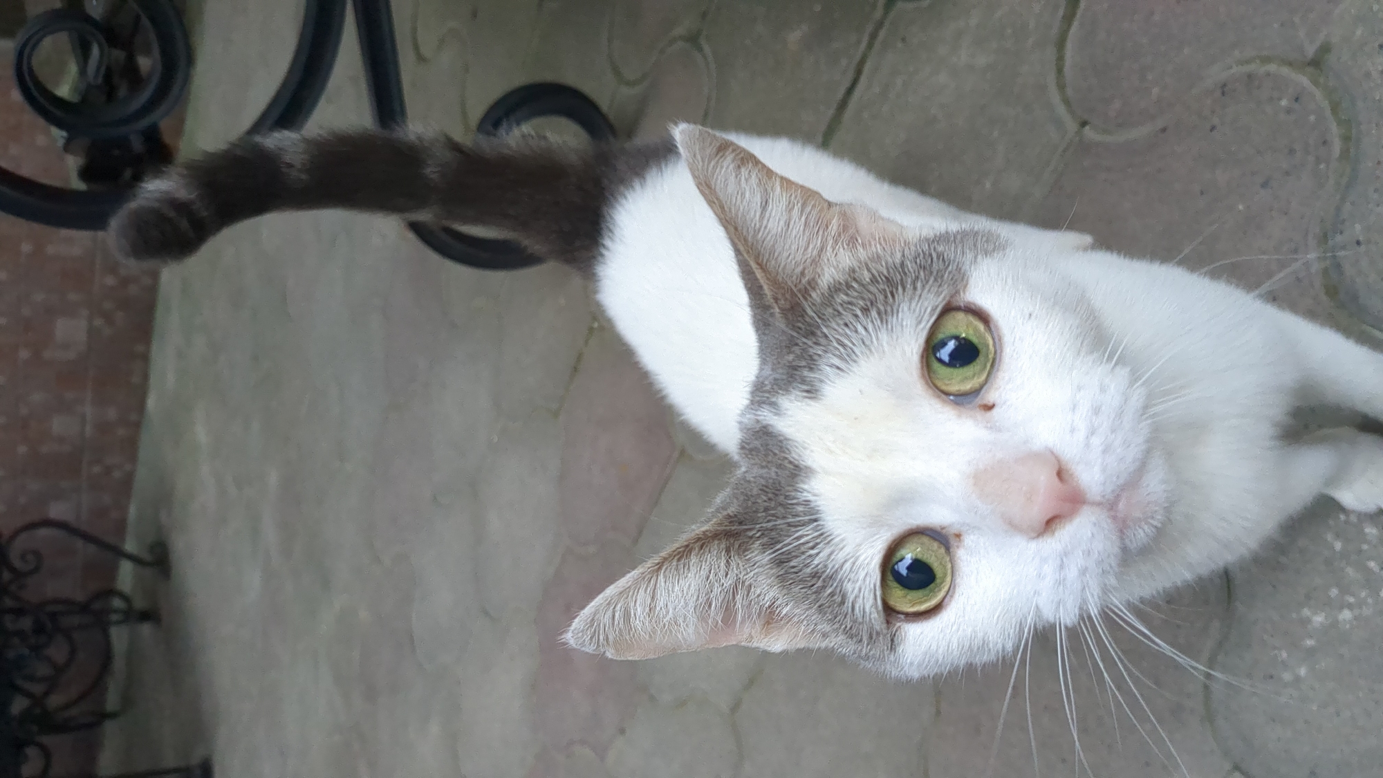 An overhead, high-angle shot captures a white and grey cat looking directly upwards towards the camera. The cat dominates the foreground, with its head and upper body visible. Its fur is predominantly white, with distinctive grey-brown patches covering the top of its head, ears, and extending down its back to its striped tail, which is visible stretching away from its body on the left side of the frame. The cat has striking, large, round eyes with a bright green-yellow iris and dark, dilated pupils. Its nose is a soft pink, and long white whiskers fan out from its snout. The cat's expression appears curious and attentive.
The setting is outdoors, likely a paved area such as a patio or pathway, indicated by the grey interlocking paving stones visible beneath and around the cat. In the background, to the left, a dark, wrought-iron-like structure, possibly part of a fence, railing, or furniture leg, is partially visible. The lighting is bright and even, suggesting it is daytime. No people are visible. No text is present in the image. The location context provided is Gelendzhik, Russia.