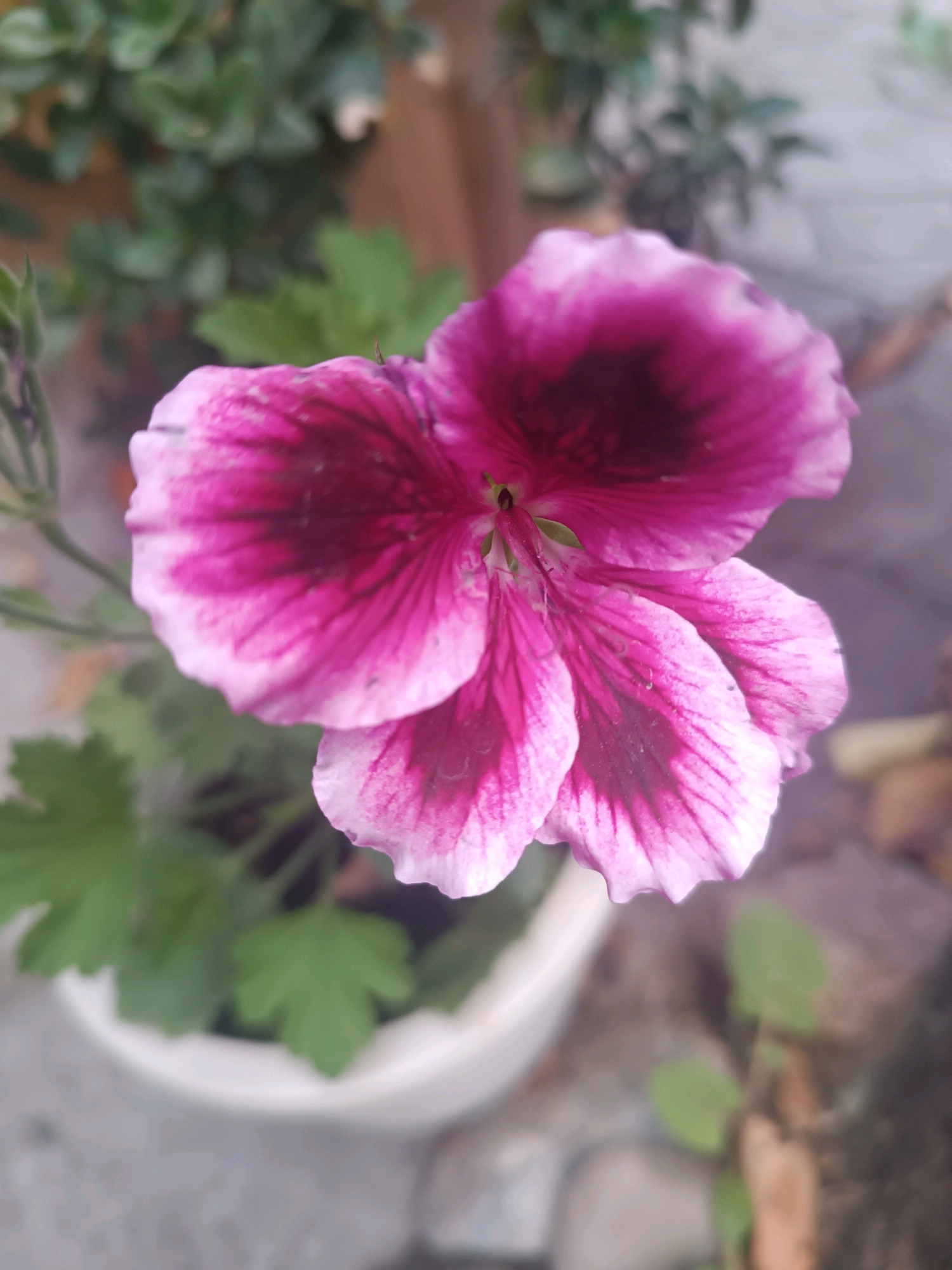 In the foreground of the image, a single pink and deep magenta flower with intricate veining is in focus. The flower has five petals, with the upper two petals exhibiting a darker, almost blackish-purple hue towards their centers, fading into magenta and then to a delicate pink along the edges. The lower three petals are predominantly pink with magenta veins extending from the center. The flower is set against a blurred background of green foliage and what appears to be a white pot. The surrounding environment is out of focus, suggesting a garden or outdoor setting. The lighting is soft and diffused, casting no harsh shadows. The image quality is moderate, with some noise and a slight softness in focus. The location of Kök-Oy, Kyrgyzstan, is not visually identifiable within the provided image.