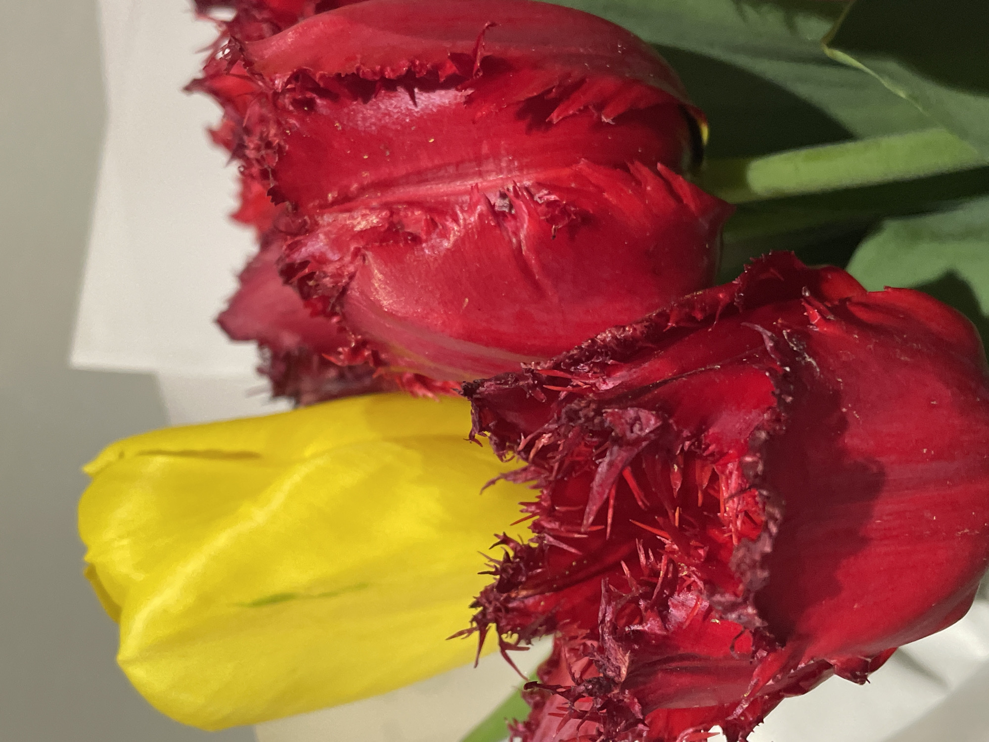 A close-up photograph shows two dark red tulips with fringed edges and one yellow tulip. The composition emphasizes the textured detail of the red tulips, showcasing their vibrant color and unique petal structure. A portion of green leaves is visible in the background. A neutral-colored wall appears behind the flowers. The location is not discernible from the photograph.