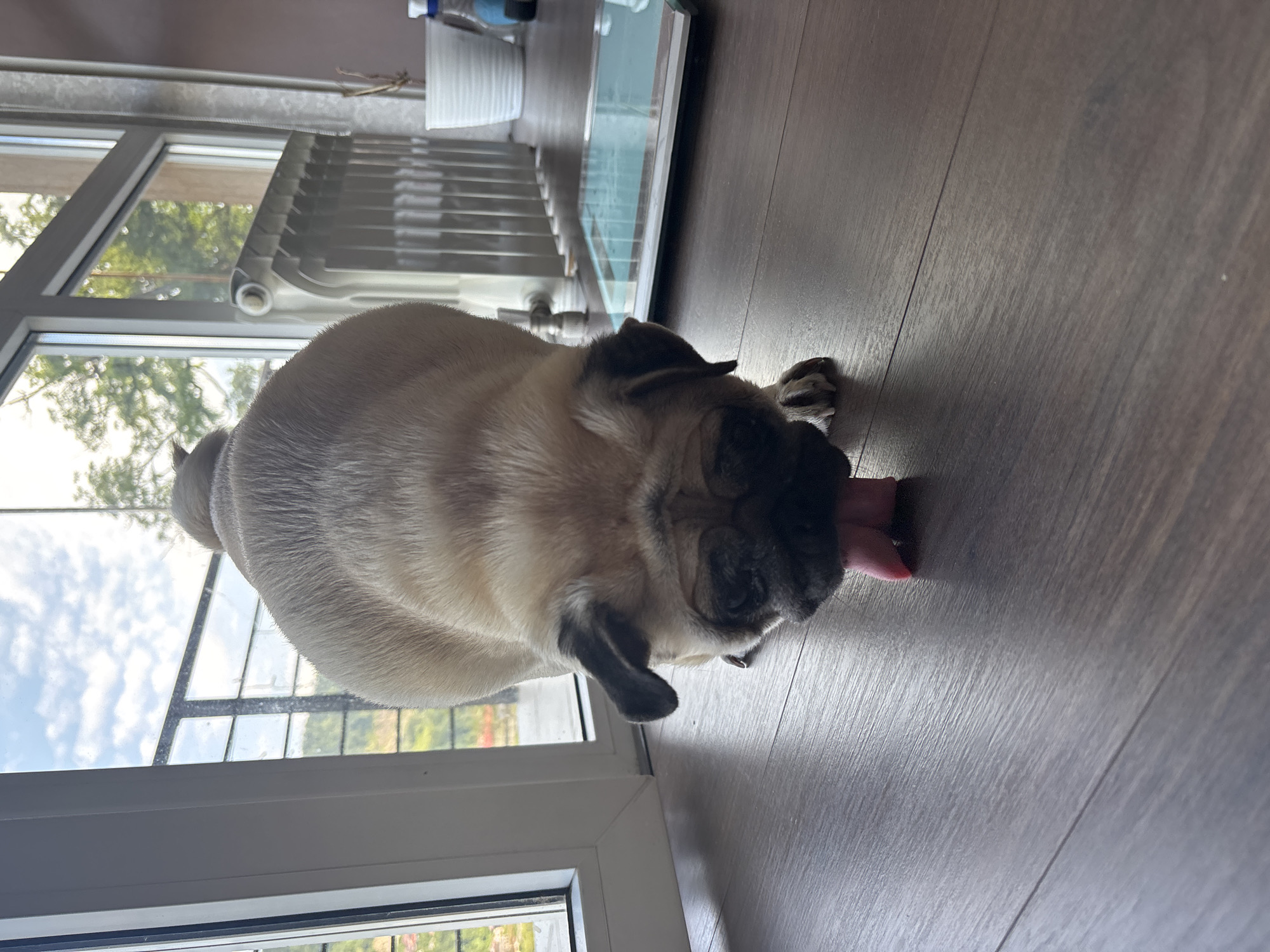 In Sochi, Russia, a fawn-colored pug is positioned on a dark wooden floor, facing a large window with a view of greenery and a cloudy sky. The pug is leaning forward, with its tongue extended and touching the floor. Its face is close to the ground, and its black mask and floppy ears are visible. Behind the dog, a white radiator stands against the wall, and a white planter with a dried plant is present. A digital scale with a blue surface is also visible on the floor to the right of the pug. The overall environment appears to be an indoor space with natural light filtering through the window.