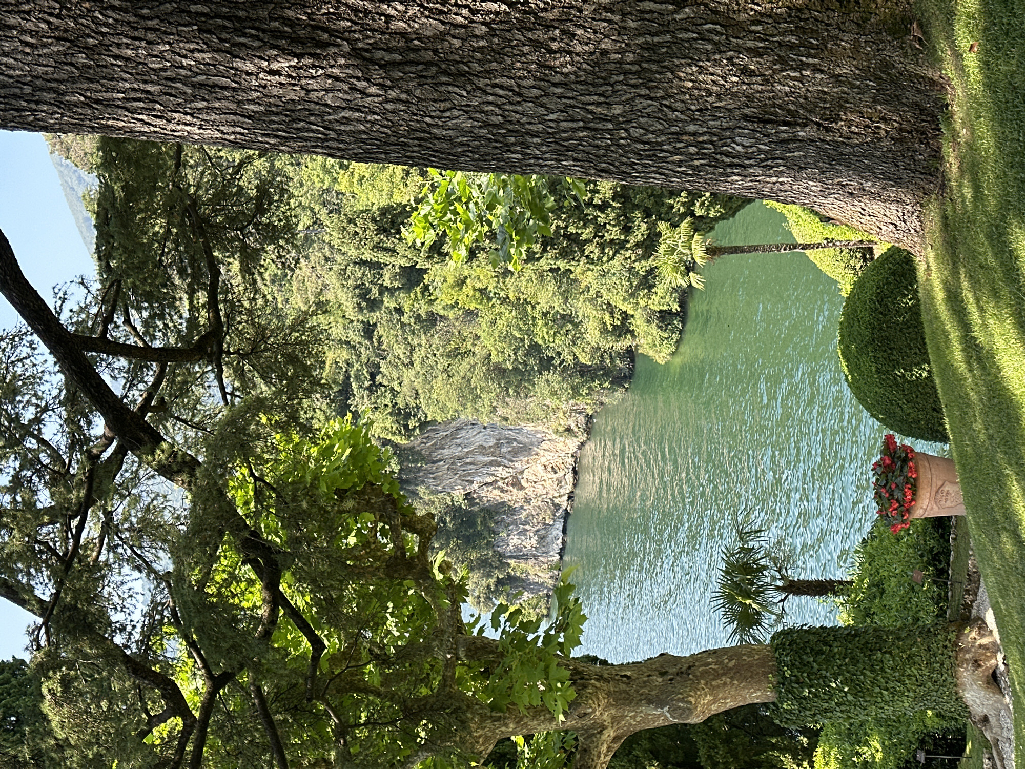 The image depicts a scenic view of a body of water, likely Lake Como, from a garden in Tremezzina, Italy. In the foreground, a large tree trunk with textured bark dominates the right side of the frame. To the left, another tree, partially covered in ivy, stands with its leafy branches extending over the scene. The middle ground reveals a vibrant green lake, with a steep, rocky cliff face rising from its edge on the left. Lush, dense foliage covers the surrounding hillsides. A small palm tree and neatly trimmed bushes are visible in the garden. A terracotta pot filled with bright red flowers sits on the grass. The sky is clear and blue. The overall impression is one of serene natural beauty and manicured gardens.