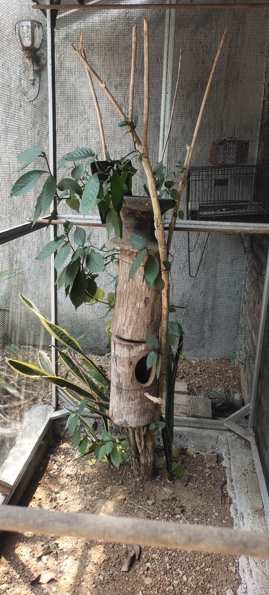 The image shows a birdhouse made from a hollowed-out log, positioned within an aviary. The aviary appears to be made of metal framing and mesh wire, with a concrete floor covered in gravel and soil. Several branches with green leaves are intertwined with the log birdhouse, suggesting a naturalistic habitat. A snake plant with variegated leaves is also visible in the foreground. In the background, a small metal cage is perched on a shelf, and a concrete wall forms the rear boundary of the aviary. The lighting suggests it is daytime, with sunlight casting shadows. This scene is located in Manyar, Indonesia.