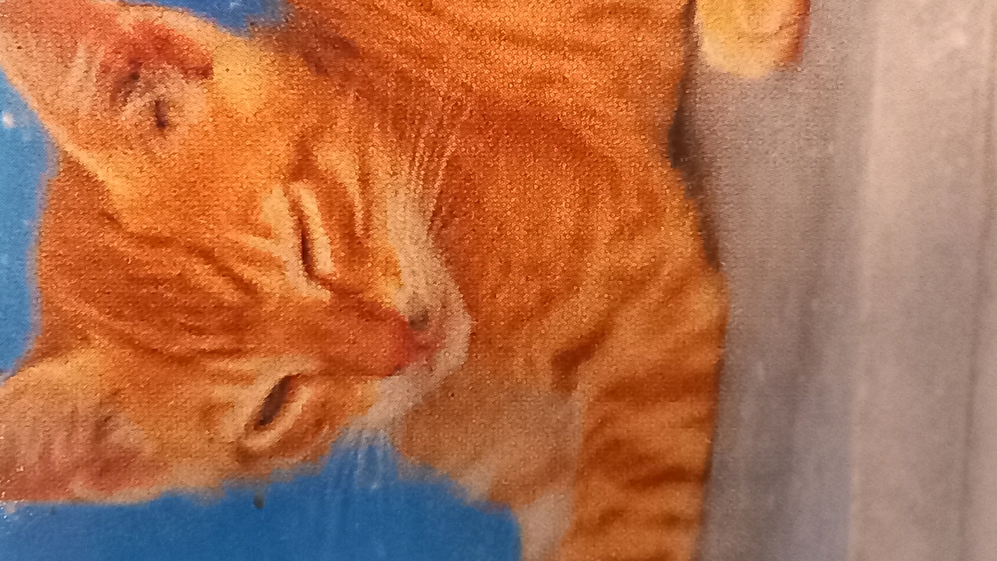This is a close-up, horizontally oriented photograph of an orange tabby cat's face. The cat is positioned on the left side of the frame, with its head tilted slightly downwards and to the left. Its eyes are partially closed, suggesting it is relaxed or sleepy. The cat's fur is a vibrant orange with darker tabby stripes visible, particularly on its forehead and around its nose and mouth. The texture of the fur appears soft and slightly fluffy.
The background on the left is a bright, solid blue, which contrasts sharply with the cat's warm colors. On the right side of the image, the background transitions to a muted, textured surface that appears to be a light grey or beige. This textured area shows vertical lines or ridges, suggesting it might be a wall, a curtain, or another fabric surface.
There are no people or specific environmental cues to indicate the time of day or weather. The overall impression is intimate and focused on the animal's features. The lighting appears to be even, highlighting the cat's fur and facial details without harsh shadows. No text is visible in the image. Given the location context of Kos, Greece, the setting is likely indoors, perhaps a home or a shelter, or an outdoor area with a blue wall or structure. The cat appears to be resting comfortably.