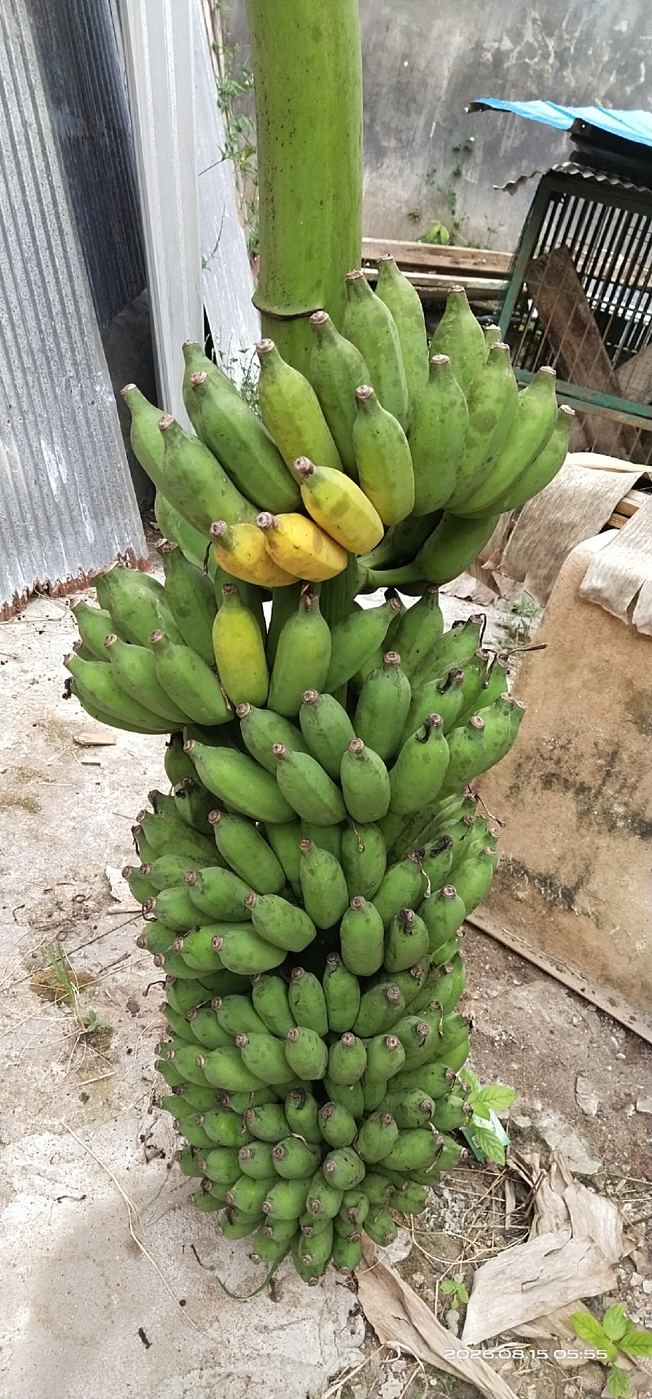 A close-up, vertical, eye-level shot captures a large bunch of bananas hanging from their stalk. The bananas are mostly green, indicating they are unripe, with a few yellow bananas mixed in towards the top. The stalk is thick and green, extending upwards out of the frame. The bananas are clustered densely, forming a cylindrical shape.
The background is a mix of elements. To the left, a corrugated metal structure with vertical lines is visible. Behind the bananas, a textured, grey concrete wall or surface is present. To the right, a dark-colored wire cage with a blue tarp draped over part of it is situated on a raised platform. Some dry leaves and sparse green vegetation are scattered on the ground around the bananas. The ground itself appears to be a rough, concrete or dirt surface. The lighting suggests it is daytime.
This scene is likely located in Matabu, Indonesia, given the tropical fruit and the type of surrounding structures. There are no people visible in the image.