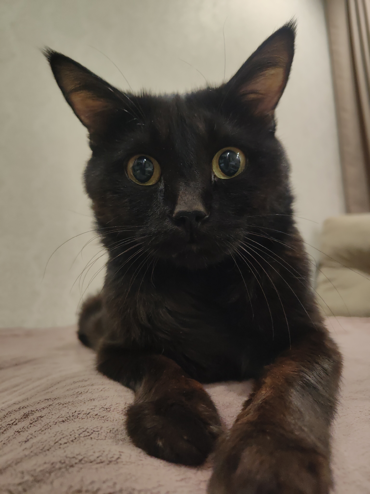 A black cat with yellow eyes lies on a pink surface. The cat has long whiskers and pointed ears with tan coloring inside. The background is a blurred wall and a beige couch. The location in Chaikovsky, Russia is not discernible from the image.