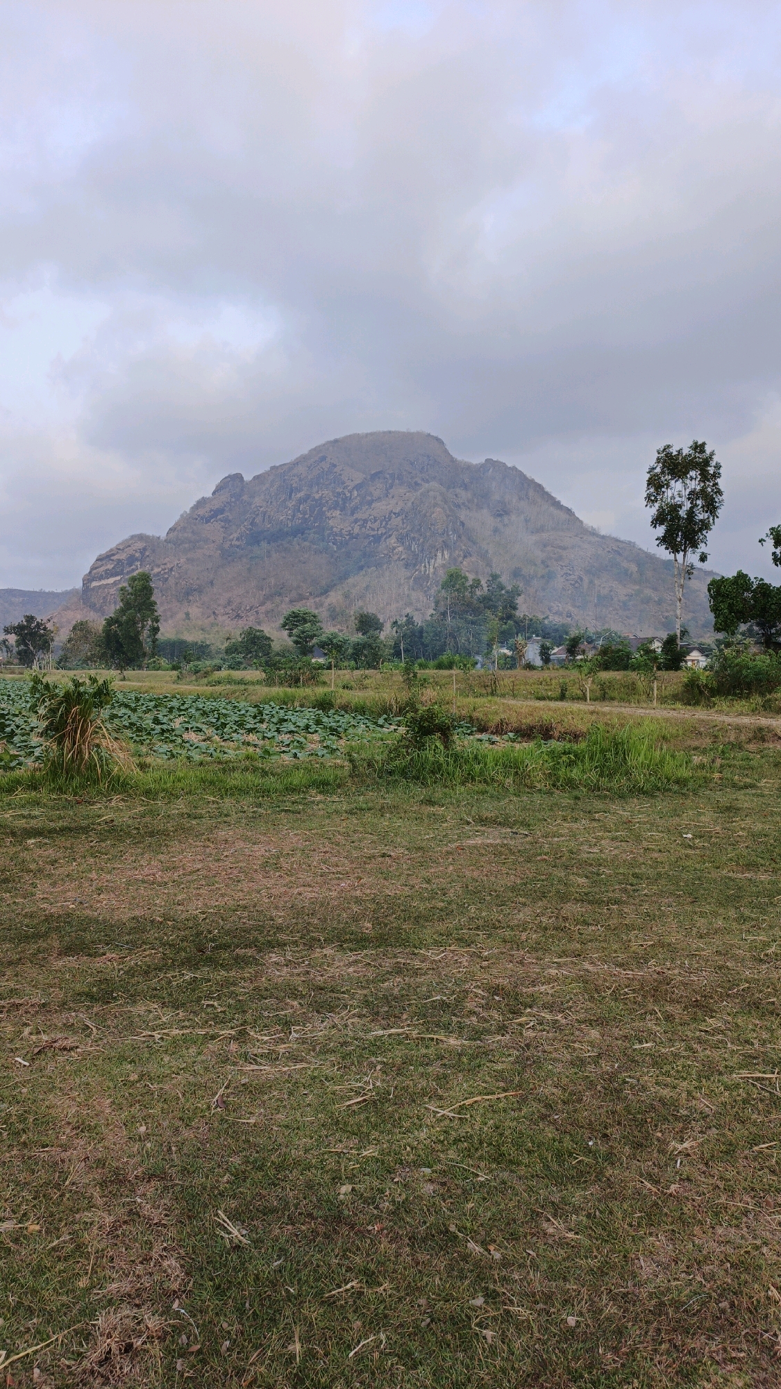 The image depicts a wide, horizontal landscape under a cloudy sky. In the background, a large, rocky mountain dominates the horizon, its slopes appearing dry and sparsely vegetated. In front of the mountain, a line of trees and a few small buildings suggest a village or settlement. The middle ground features a body of water covered in dense, green lily pads, with patches of dry grass and taller green vegetation surrounding it. The foreground is a grassy field, appearing somewhat dry with some scattered straw-like debris. The overall scene is rural and natural, with the mountain serving as a prominent backdrop. The location is identified as the city of Boyolangu, Indonesia.