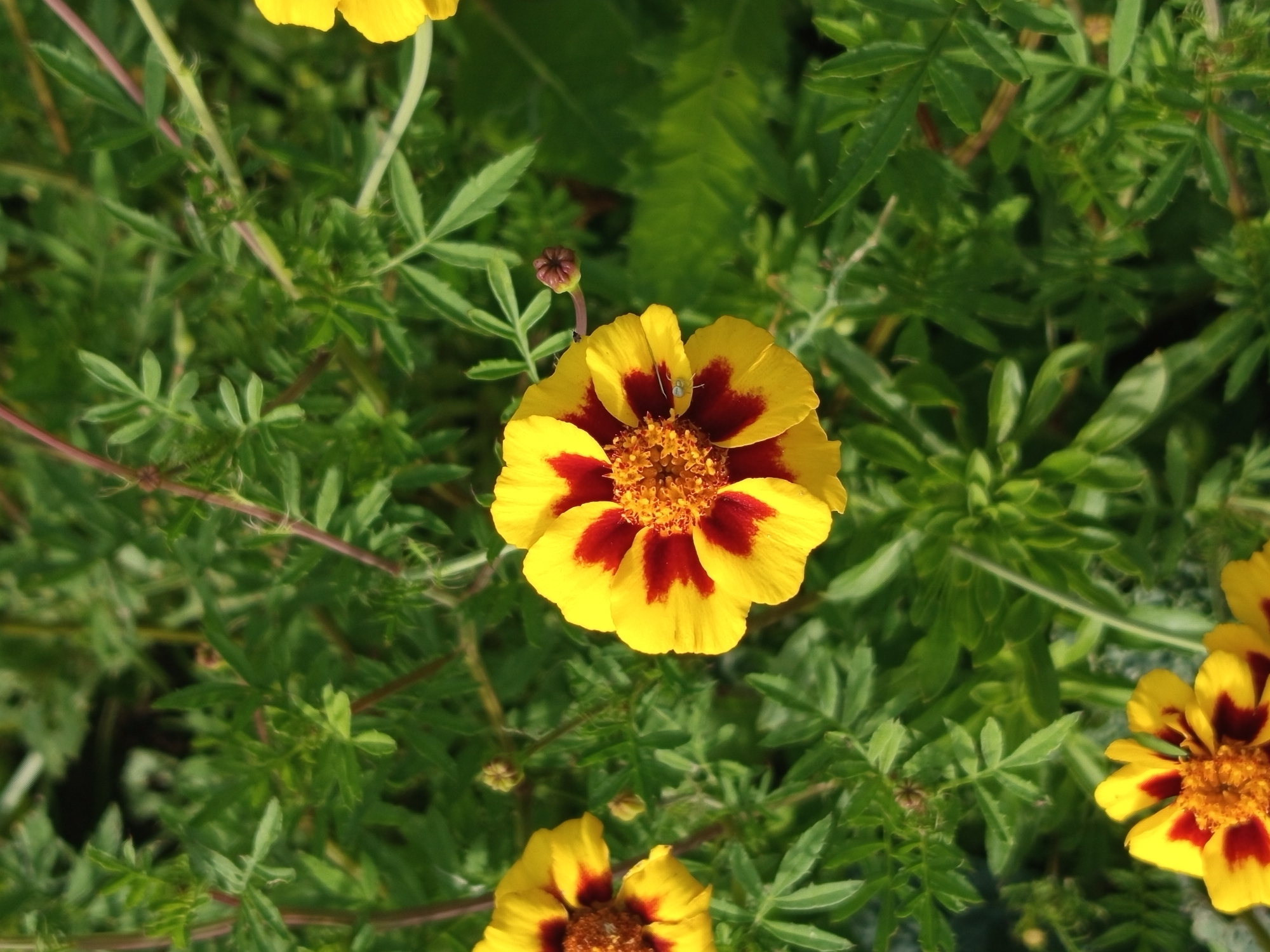A close-up, high-angle shot captures two vibrant marigolds, one in the foreground and another slightly blurred to the left, nestled amongst lush green foliage. The marigolds feature a striking bicolor pattern of bright yellow petals with deep maroon centers. The foreground marigold, in sharp focus, reveals intricate details of its textured center and delicate petals. A tiny insect can be observed on one of its petals. The surrounding leaves are a mix of deep green and lighter shades, creating a natural, verdant backdrop. The overall lighting suggests a sunny day, casting subtle shadows and highlighting the flowers' colors. This image was taken in Ostrovtsy, Russia.