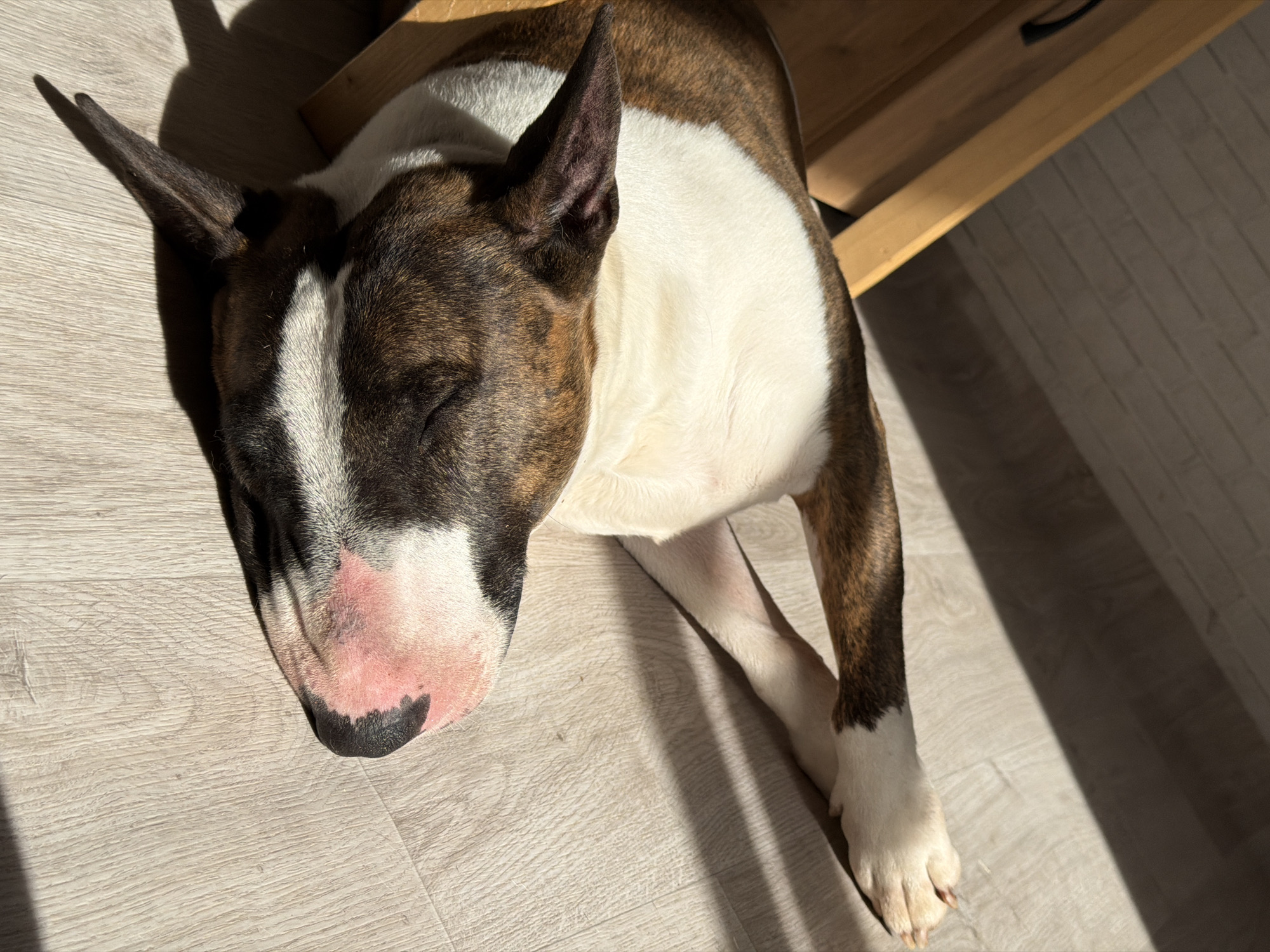 A brown and white bull terrier is lying on a light-colored wooden floor. The dog's eyes are closed and it is resting its head on the floor. Part of the dog is under the edge of a light-colored wooden table or desk. The scene is illuminated by sunlight. There is not enough information to determine the location in the city of Chaikovsky, Russia.