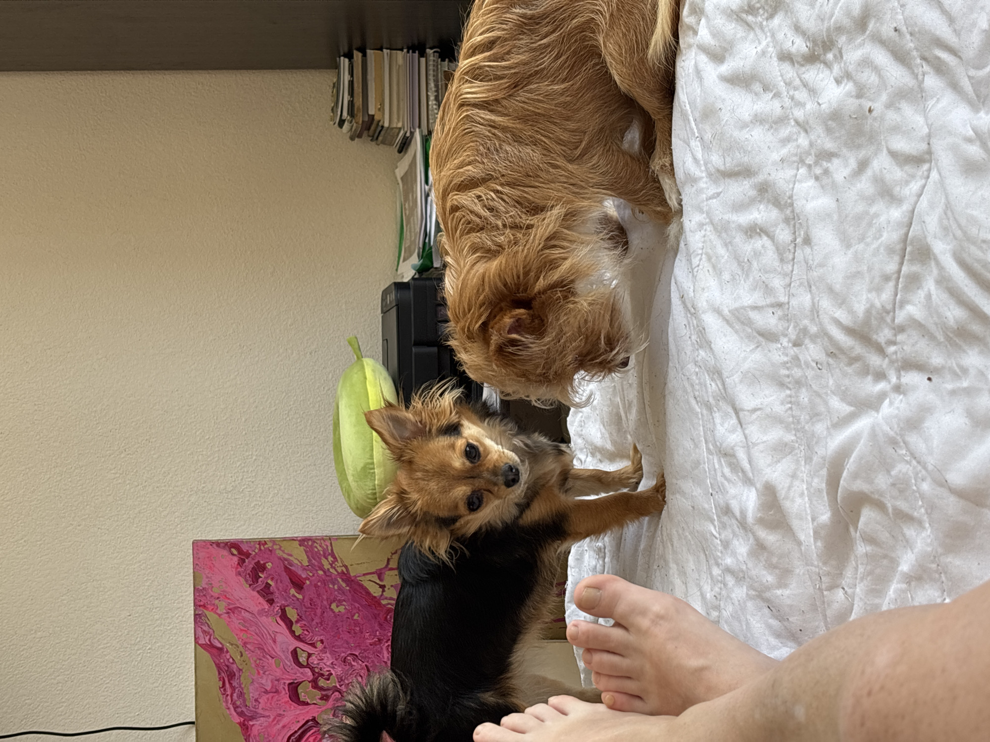 The image shows two small dogs on a white quilted blanket. One dog, a tan and black Chihuahua, stands facing the camera. The other dog, a shaggy tan terrier mix, is on the right side of the frame, sniffing the blanket. In the background, there is a wall, an abstract painting with pink and gold colors, a green pillow, a black electronic device, and a stack of books. A person's feet and lower legs are visible in the foreground on the left side of the image. The scene appears to be indoors, likely in a bedroom. There is no indication that this image is located in Sochi, Russia.