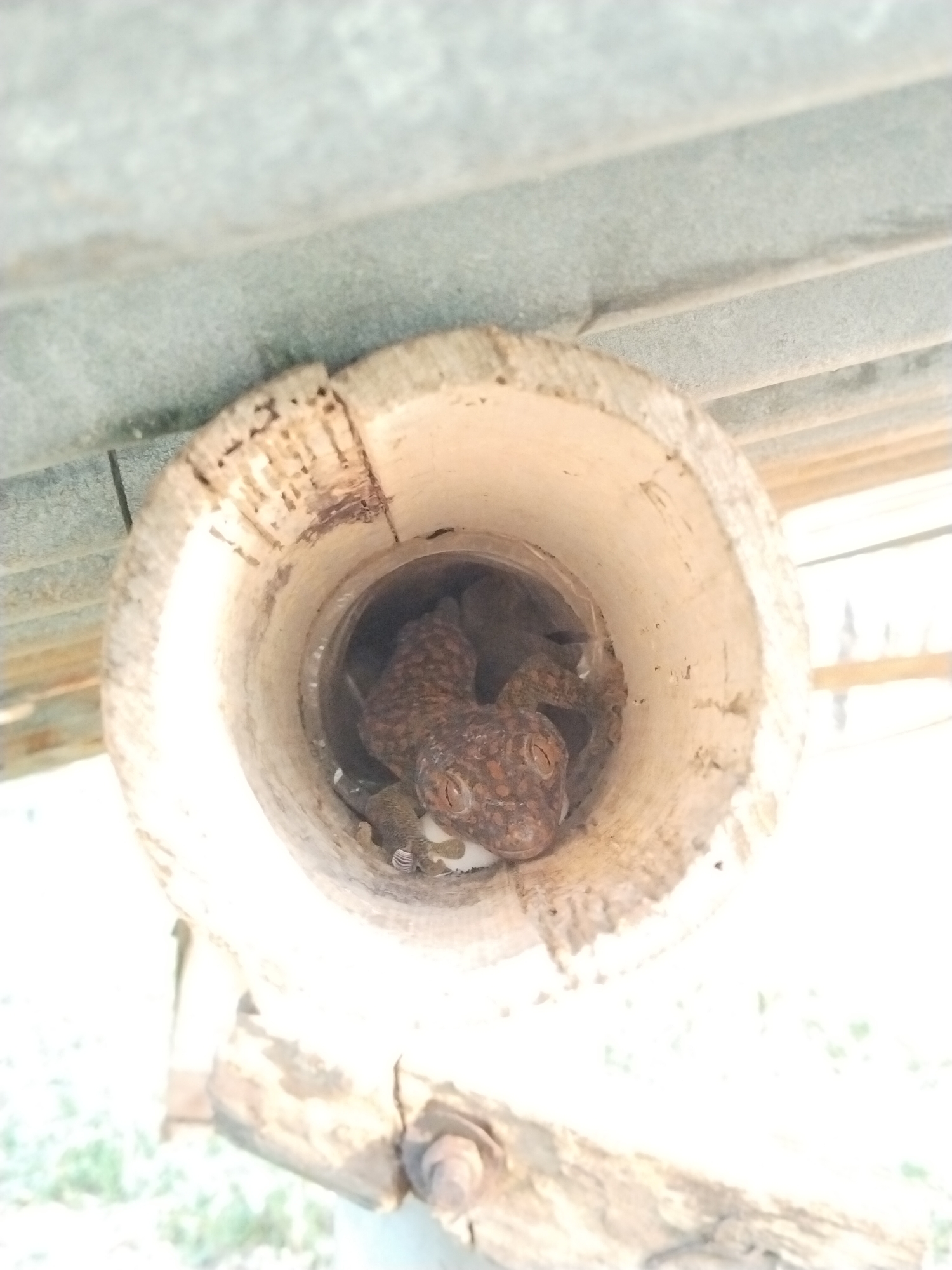 A close-up shot captures a gecko nestled within a hollow piece of wood. The gecko, featuring mottled brown and grey coloration, is positioned at the center of the frame. The circular opening of the wood provides a frame for the reptile. The texture of the wood shows wear and natural imperfections. The scene, presumably outdoors due to the presence of the wood and the type of reptile, is illuminated by natural light. The location is Unknown, Unknown.