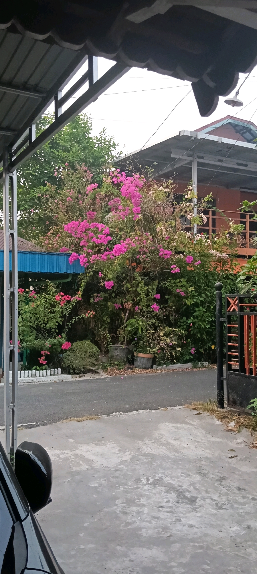 In Kuala Kapuas, Indonesia, a view from a covered area overlooks a residential property. A lush bougainvillea plant with vibrant pink flowers is the focal point, situated near a house with an orange facade and a balcony. The plant is surrounded by other greenery and potted plants. A black metal gate with orange accents is visible on the right. A portion of a black car is in the foreground, parked on a concrete surface. The scene appears to be captured during daylight.