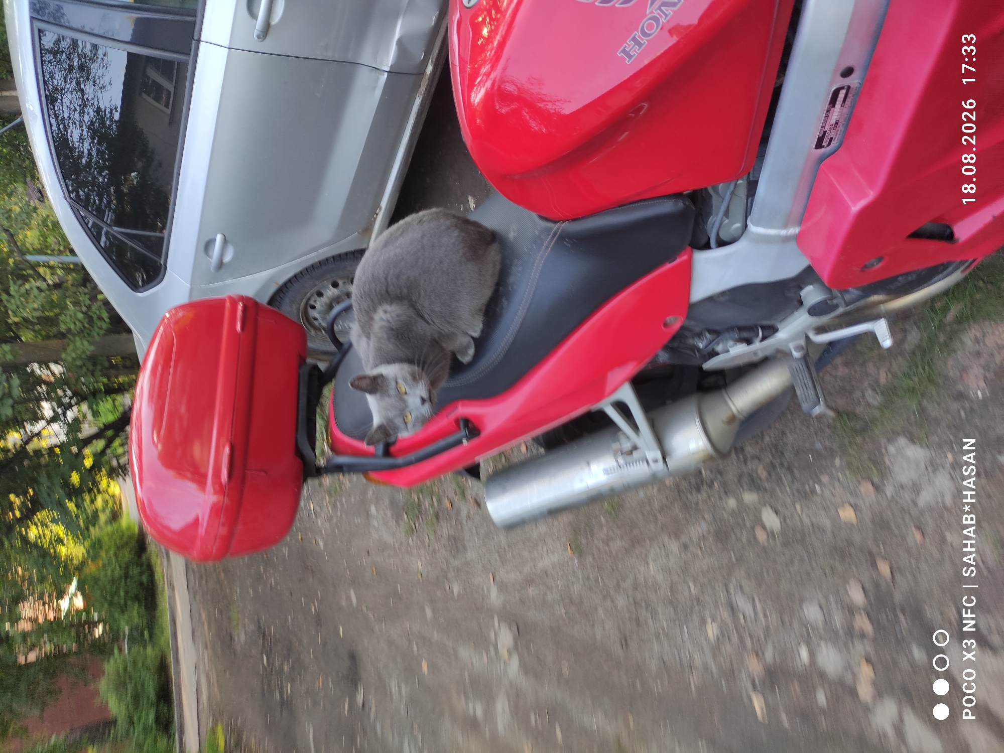 A gray cat is sitting on the seat of a red motorcycle, which is parked next to a silver car on an outdoor paved surface. The motorcycle has a red top box attached to the rear. Trees and foliage are visible in the background. The scene is set in Kostroma, Russia.