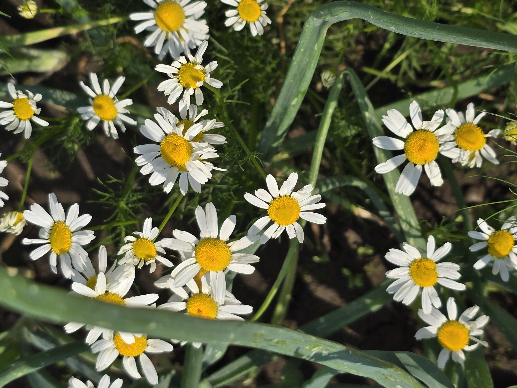 A close-up, overhead shot captures a cluster of bright white daisies with yellow centers, interspersed with the broad, green stalks of what appear to be onions or similar plants. The daisies are in various stages of bloom, some fully open, others partially closed, and a few buds are visible. The background is a dark, loamy soil with hints of green foliage. The scene appears to be a garden or natural setting, possibly in the city of Ермолаево, Russia, illuminated by natural sunlight, casting soft shadows and highlighting the textures of the petals and leaves.