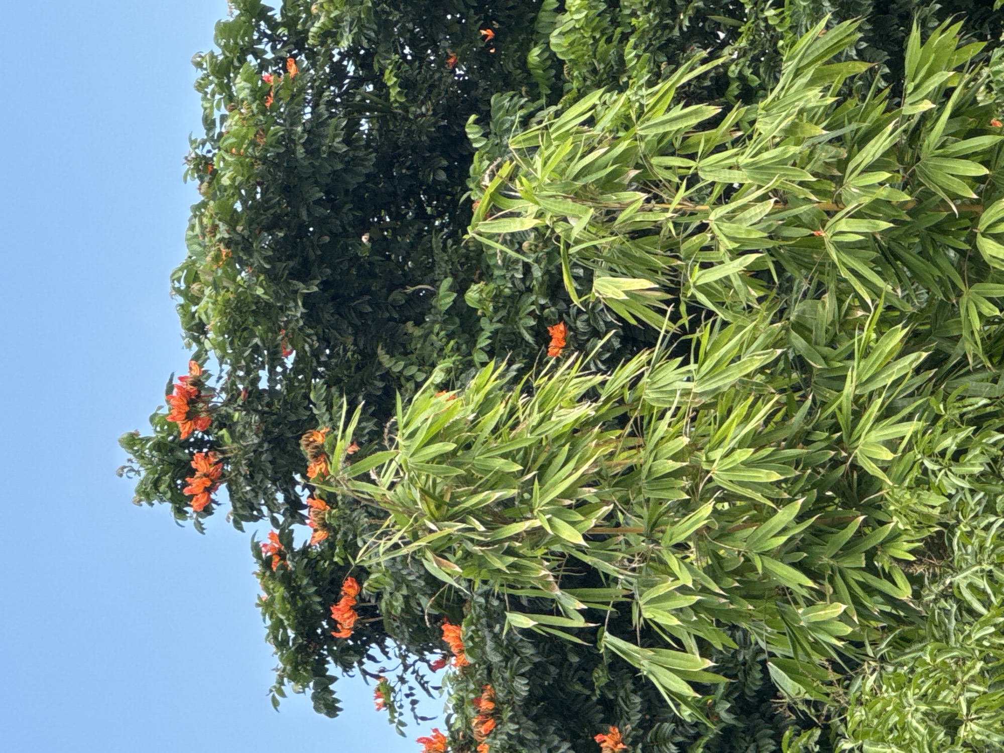 The image, likely taken in Kuta Selatan, Indonesia, depicts a close-up shot of lush vegetation against a clear blue sky. Two types of plants are prominent: one with broad, pointed green leaves resembling bamboo, and another featuring clusters of vibrant orange flowers amidst darker green foliage. The composition is slightly tilted, creating a dynamic perspective. There are no people visible in the frame. The focus is primarily on the interplay of textures and colors within the plant life. The lighting suggests daylight conditions. No interactions are discernible.
