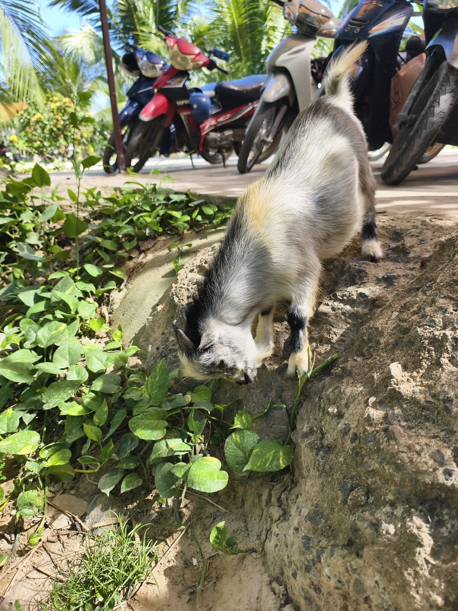 The image depicts a goat foraging for food in Tay Nha Trang Ward, Vietnam. The goat is predominantly grey and white with black markings on its legs and head. It is situated on a concrete ledge, eating vegetation growing below. Behind the goat, several parked motorbikes are visible on a paved surface. The backdrop shows tropical greenery and a blue sky. The scene is brightly lit, suggesting daytime.