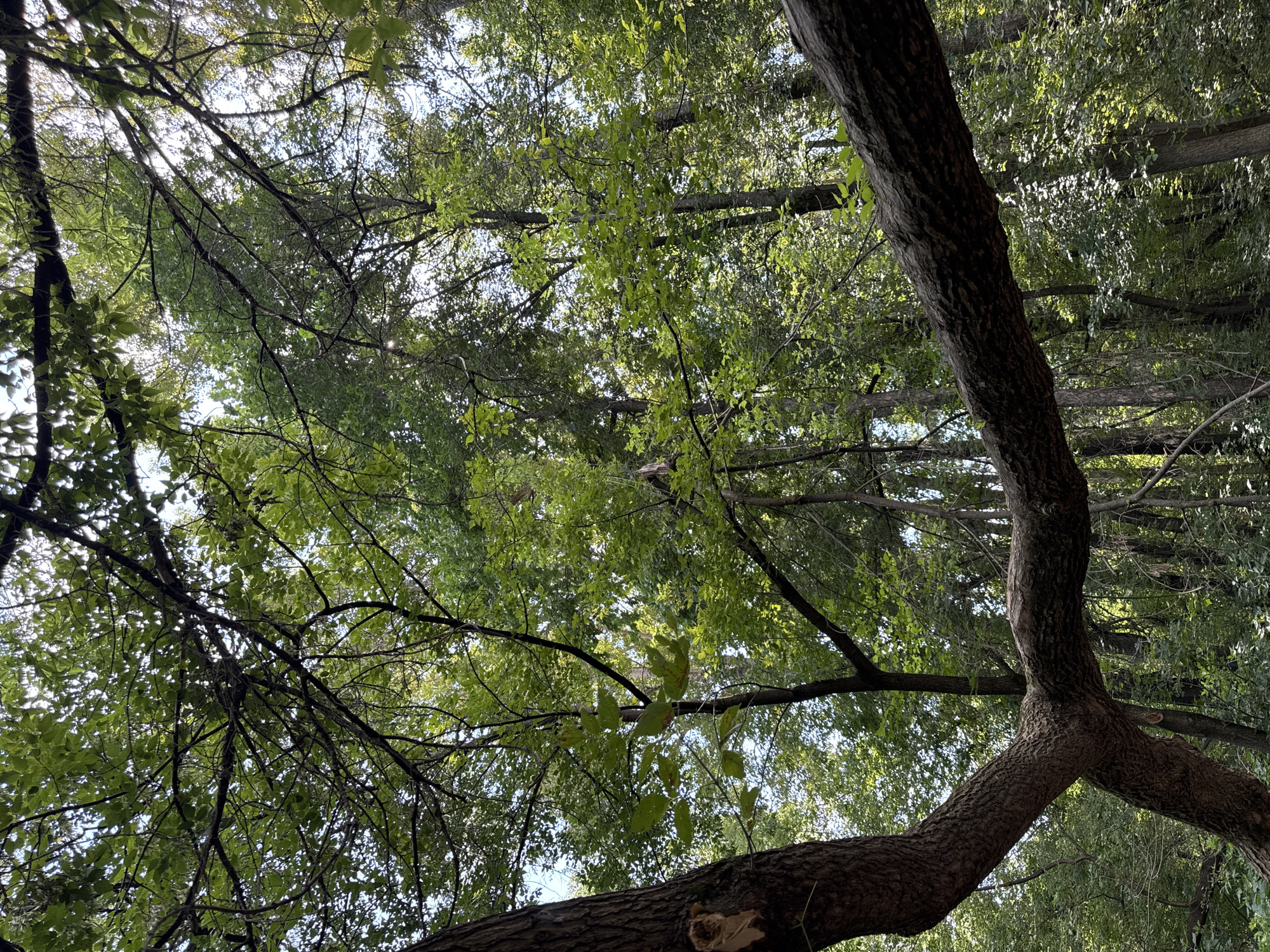 The image depicts a view upwards into a dense forest canopy, with sunlight filtering through the leaves. The foreground is dominated by the thick, textured bark of a large tree trunk, which forks into two substantial branches that extend horizontally across the frame. These branches are covered in rough, dark bark and are bare of leaves in the immediate foreground. Beyond these prominent branches, the forest continues with numerous other tree trunks and a thick covering of green leaves, creating a layered and somewhat shadowed effect. The sky is visible in small patches through the gaps in the foliage, appearing bright and likely blue with some white clouds. The overall impression is one of a shaded, natural environment within a forest. The image does not contain any people or specific landmarks that would indicate its location within Ufa, Russia.