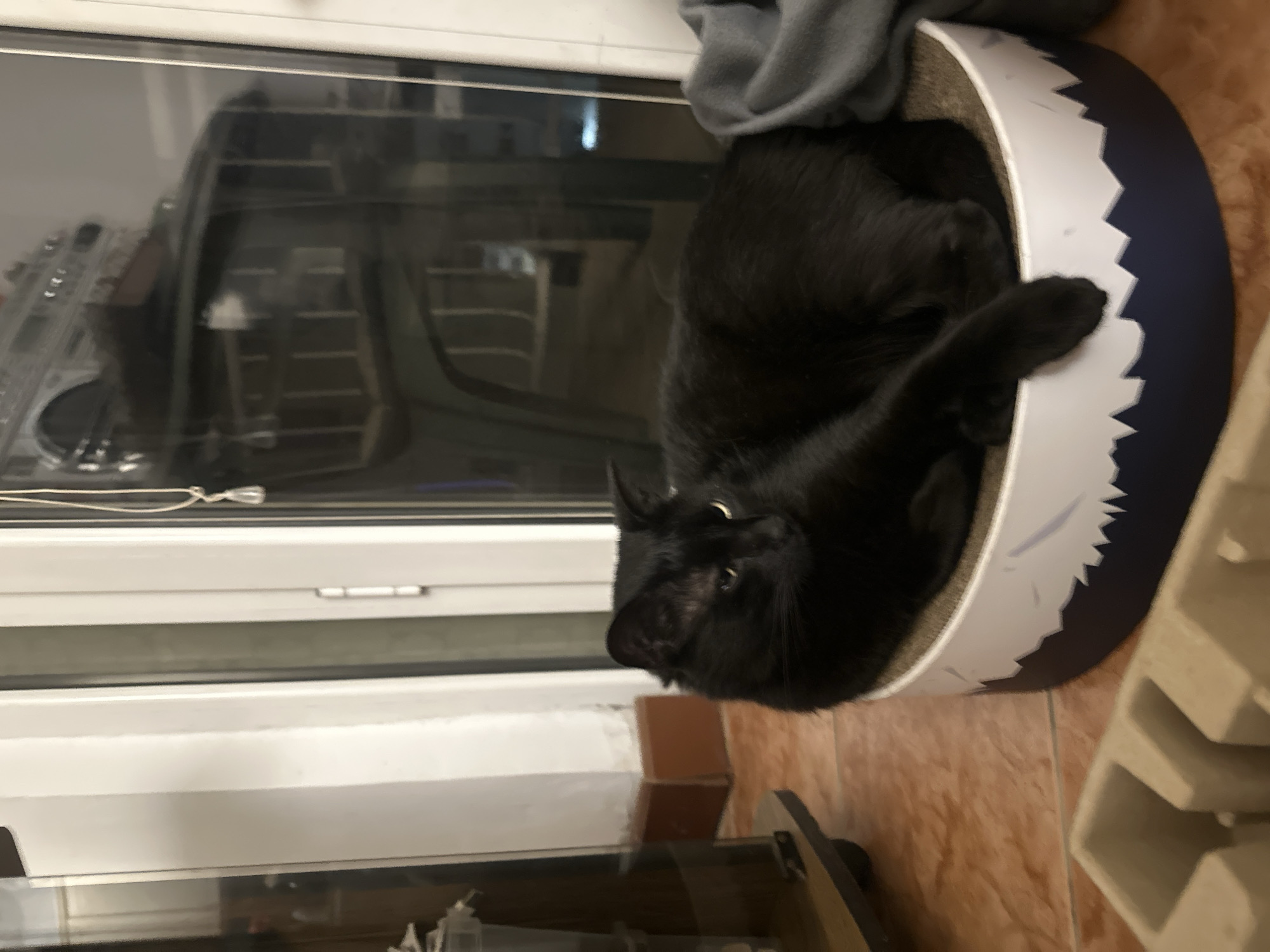 A black cat is resting comfortably, curled up in a round cat bed with a dark blue base and a white, jagged mountain-themed rim. A gray blanket or cloth is tucked into the bed, providing extra coziness for the cat. The cat's head is slightly lifted, and it looks directly towards the viewer, revealing a small, light-colored tag on its collar.
The cat bed is positioned on a floor covered with light brown or orange tiles. To the right of the bed, a light-colored, possibly cardboard, object with multiple rectangular compartments is partially visible. The background features a large window or glass door with white framing. The glass reflects blurred elements of the room, possibly shelves or furniture. The indoor lighting and reflections suggest the photo was taken during the evening or night. The setting is an indoor space in Budva, Montenegro. No discernible text is visible.