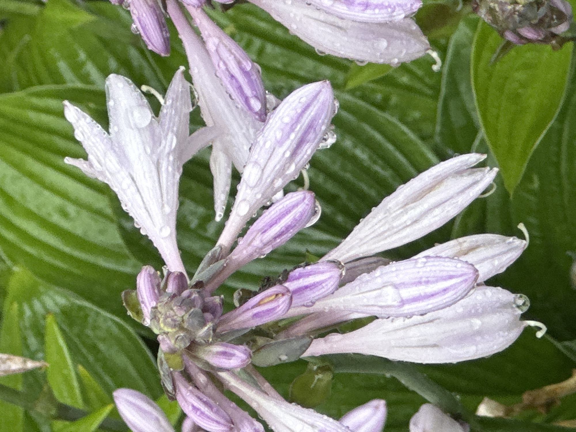 The image displays a close-up view of light purple Hosta flowers covered in water droplets. The flowers are elongated and tubular, with some beginning to open, revealing lighter pink interiors with delicate stripes. The background consists of lush, green Hosta leaves, also appearing wet. The scene suggests a garden setting after rain, possibly in Podolsk, Russia, given the context. There are no people or animals visible in the frame.
