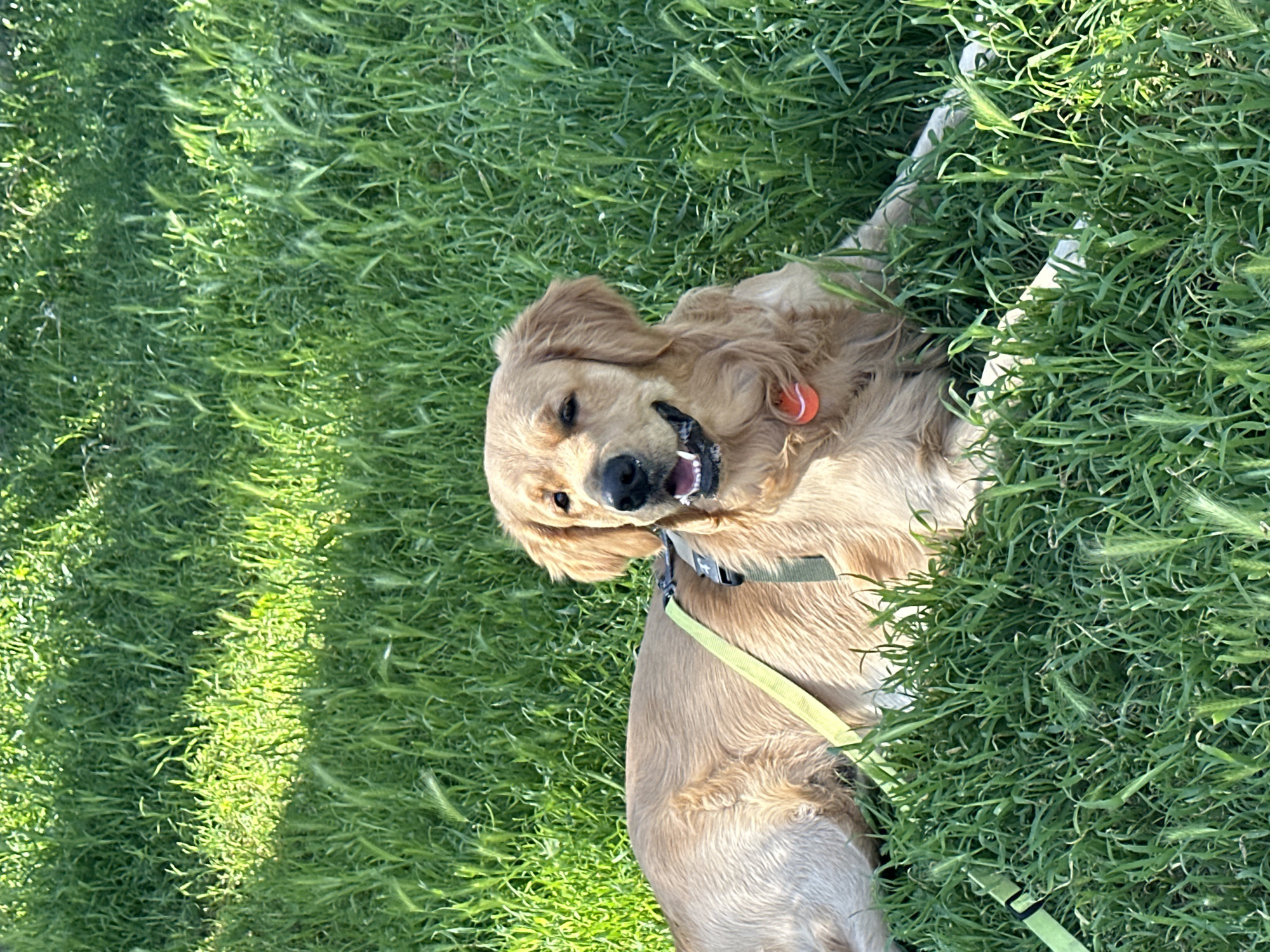 A golden retriever dog is the central subject of this image, captured lying down in a field of lush, tall green grass. The dog's head is tilted upwards towards the viewer, with a happy expression, mouth slightly ajar, revealing a bit of its tongue and teeth, suggesting it might be panting or smiling. Its fur is a golden-blonde color, and it appears to be enjoying its time outdoors.
The dog is wearing an orange collar with a small white tag visible on its neck, and a green harness with a matching green leash can be seen extending from its body into the grass. Its body is partially obscured by the dense greenery.
The setting is an outdoor grassy area, likely a park or a natural field in Alanya, Turkey. The grass is vibrant green and appears somewhat wild and untamed. There are distinct patterns of sunlight and shadow dappling the grass, indicating a sunny day. The lighting suggests it is daytime, possibly morning or late afternoon, given the contrast between bright and shaded areas. The overall mood is one of joy and relaxation. There is no visible text in the image.
