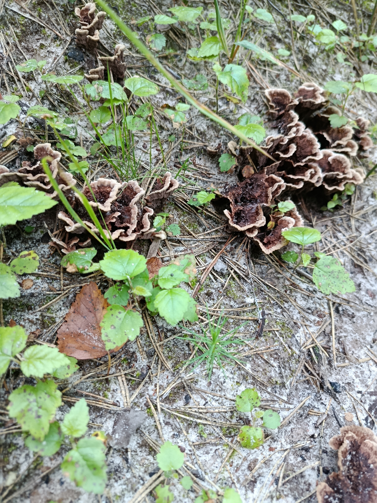 The image shows a close-up view of a forest floor in Borduki, Russia. The ground is covered in sand, pine needles, and small green plants. In the center and right of the frame are clusters of brown and tan shelf fungi growing on what appears to be decaying wood or organic matter. The fungi have ruffled, layered caps with lighter tan edges. Some of the green plants have small brown spots on their leaves. There are no people or animals visible in the image. The lighting suggests an overcast or shaded day.