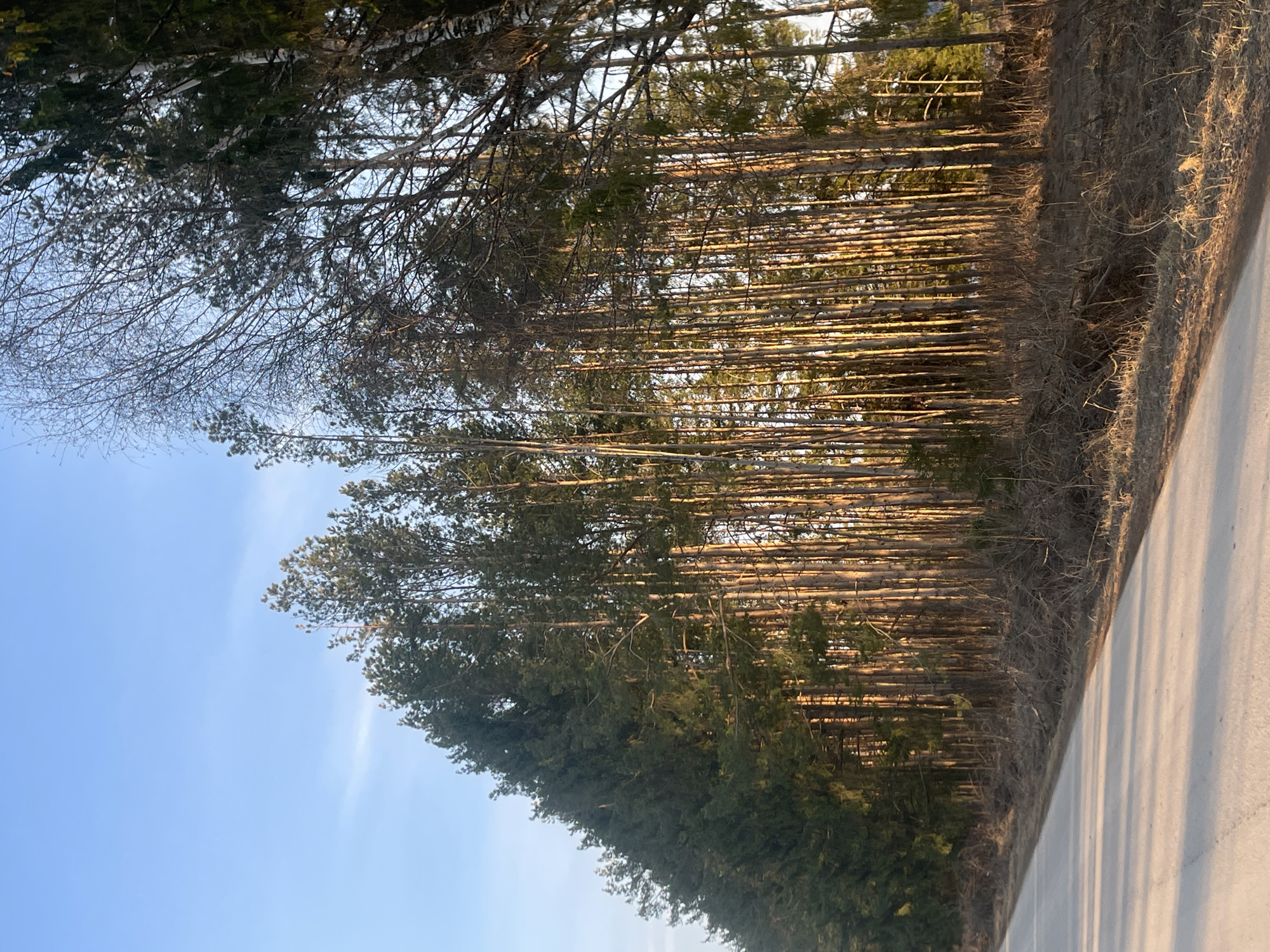 The image depicts a scene near a road in Подшивалово, Russia. A dense line of trees, predominantly evergreens, borders one side of the road. The trees appear to be closely planted, with their trunks illuminated by sunlight filtering through the branches. Beyond the evergreens, some deciduous trees with bare branches are visible against a clear, pale blue sky. The road itself is light gray and appears to be paved. Shadows from the trees stretch across the road surface. There are no people visible in the image.