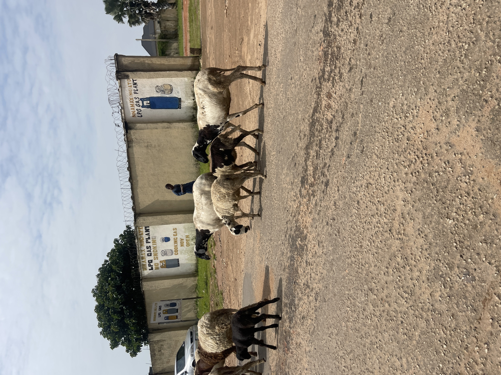 The image depicts a street scene in Jos, Nigeria, featuring a small flock of sheep on an asphalt road. The sheep are of various colors, including white, black, and brown, and appear to be moving along the road.
In the background, a building with a light-colored concrete wall is visible, which has several signs painted on it. One sign reads "ANAMAX (NIG) LTD LPG GAS PLANT NO SMOKING COOKING GAS NOW OPEN". Another smaller sign below it says "ANAMAX (NIG) LTD LPG GAS". The building is topped with barbed wire, suggesting a security measure. To the left of the building, a lush green tree grows tall, its foliage contrasting with the muted tones of the surrounding structures.
A person in a blue shirt is standing near the wall, observing the sheep or the surroundings. A white vehicle is partially visible on the left side of the image, parked near the building.
The scene appears to be set during the daytime, with clear skies and shadows cast by the sheep, indicating sunlight. The overall atmosphere is one of everyday life in a town, where domestic animals freely roam public spaces. The presence of the LPG gas plant suggests an industrial or commercial area within the town.