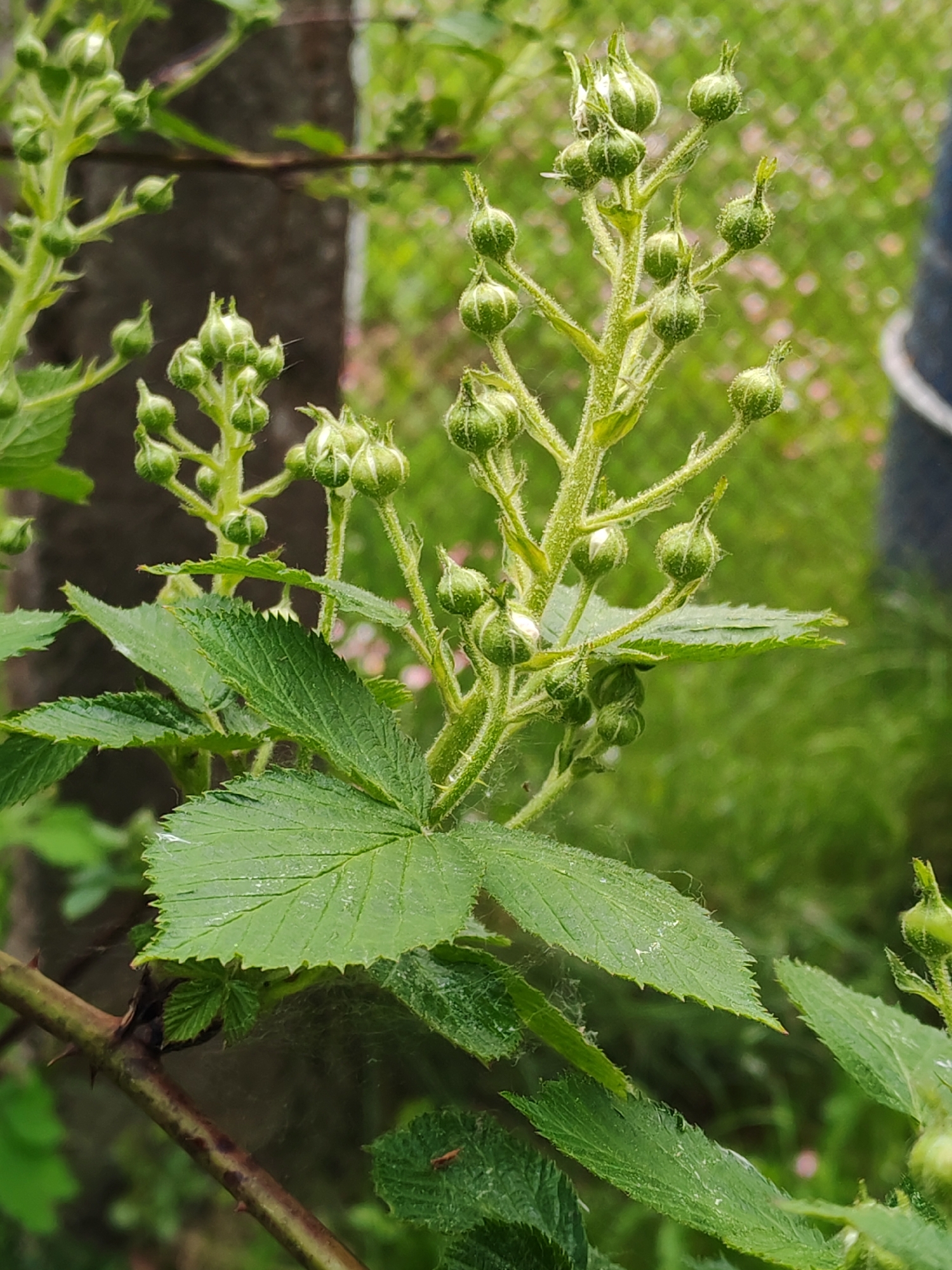 The image depicts a thorny bramble stem with clusters of unripe, green blackberry buds. The leaves are serrated, and some have water droplets or cobwebs on them. The background is a blurred mix of green foliage and a section of a wire fence or support structure. The location is unknown.