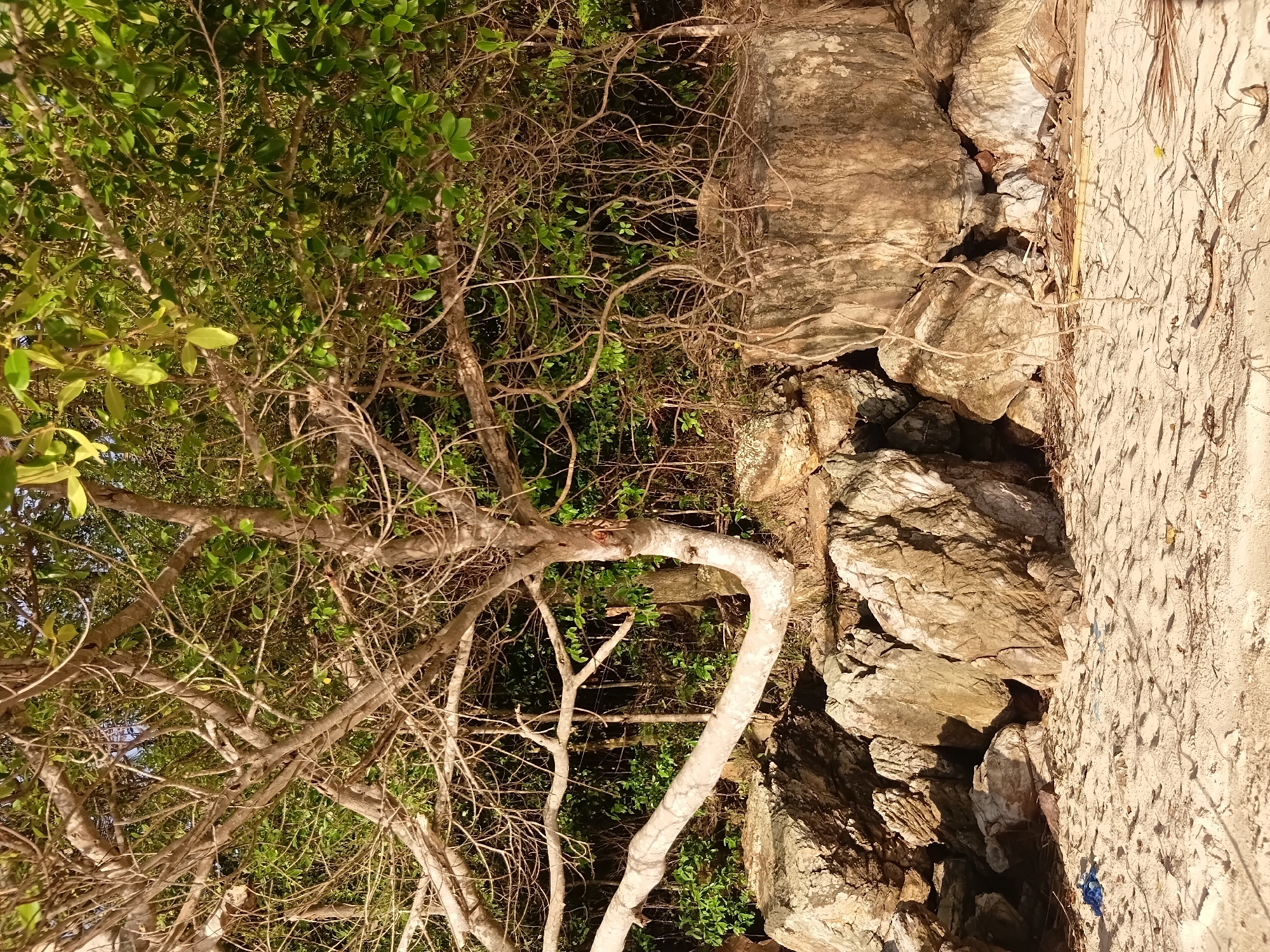 An image depicts a sunlit beach in Baan Pang Ka, Thailand, featuring a gnarled tree with a bent trunk arching over large, weathered rocks. The sand is scattered with dry leaves and twigs, and a small piece of blue plastic is visible in the lower left corner. Behind the rocks, dense green foliage forms a thick wall of vegetation. The lighting suggests it is late afternoon or early morning, with long shadows cast across the sand. There are no people or animals visible in the scene.