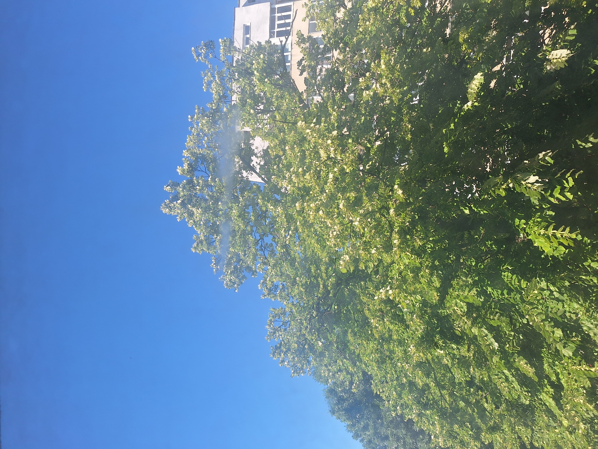 The image shows a dense green tree with white flowers in front of a building. The sky is clear and blue. In the distance, there is another row of trees. A faint plume of white smoke is visible rising from the top of the tree, partially obscuring the building behind it. The building appears to be a modern apartment complex. The scene is likely captured during daylight hours. Without additional context, the exact location in Varna, Bulgaria, cannot be determined.