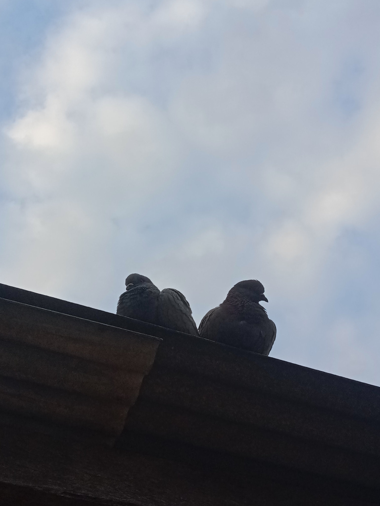 Two pigeons are perched on a dark-colored corrugated roof. The pigeon on the right is facing left, while the pigeon on the left is facing slightly towards the right. Both birds appear to be facing away from the viewer. The sky above is a pale blue with scattered white clouds. The image was taken in the city of Pohsangit Leres, Indonesia.