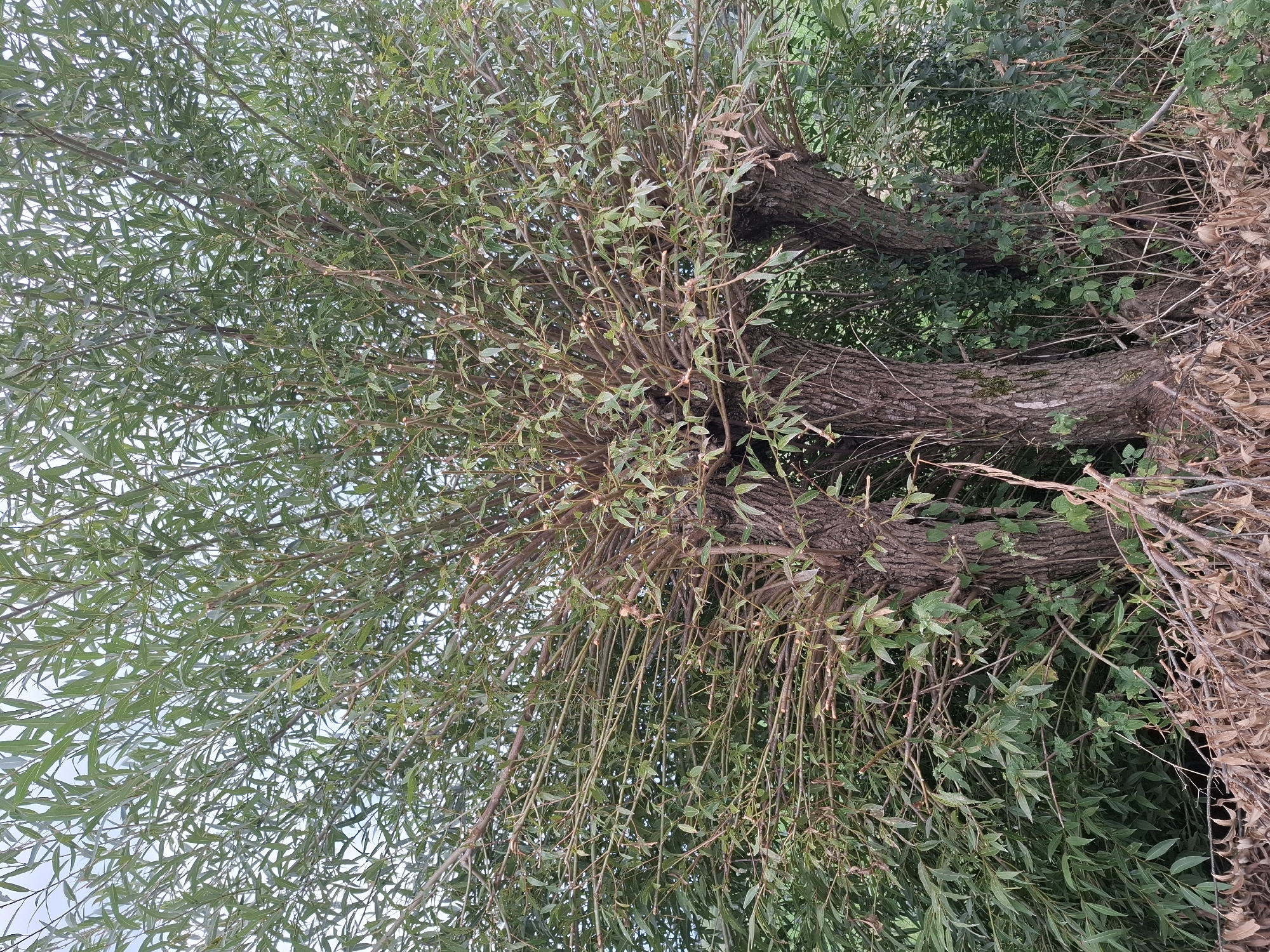 This is a full-frame, eye-level, vertical, outdoor, nature photograph of a multi-trunked willow tree, likely a pollarded specimen, in Hochdorf, Switzerland. The tree's thick, rough-barked trunks, appearing to be three main stems, are positioned towards the center and right of the frame. The branches extend outwards and upwards, densely covered in long, narrow, green willow leaves and numerous thin, lighter-colored twigs, some of which appear to have been recently pruned. The foliage creates a full canopy, obscuring much of the background sky which is a pale, overcast blue. Below the tree, the ground is covered in dry, brown leaves and twigs, with patches of green vegetation interspersed. The scene is natural and undisturbed, with no people or man-made structures visible. The lighting is soft and diffused, indicating an overcast day.